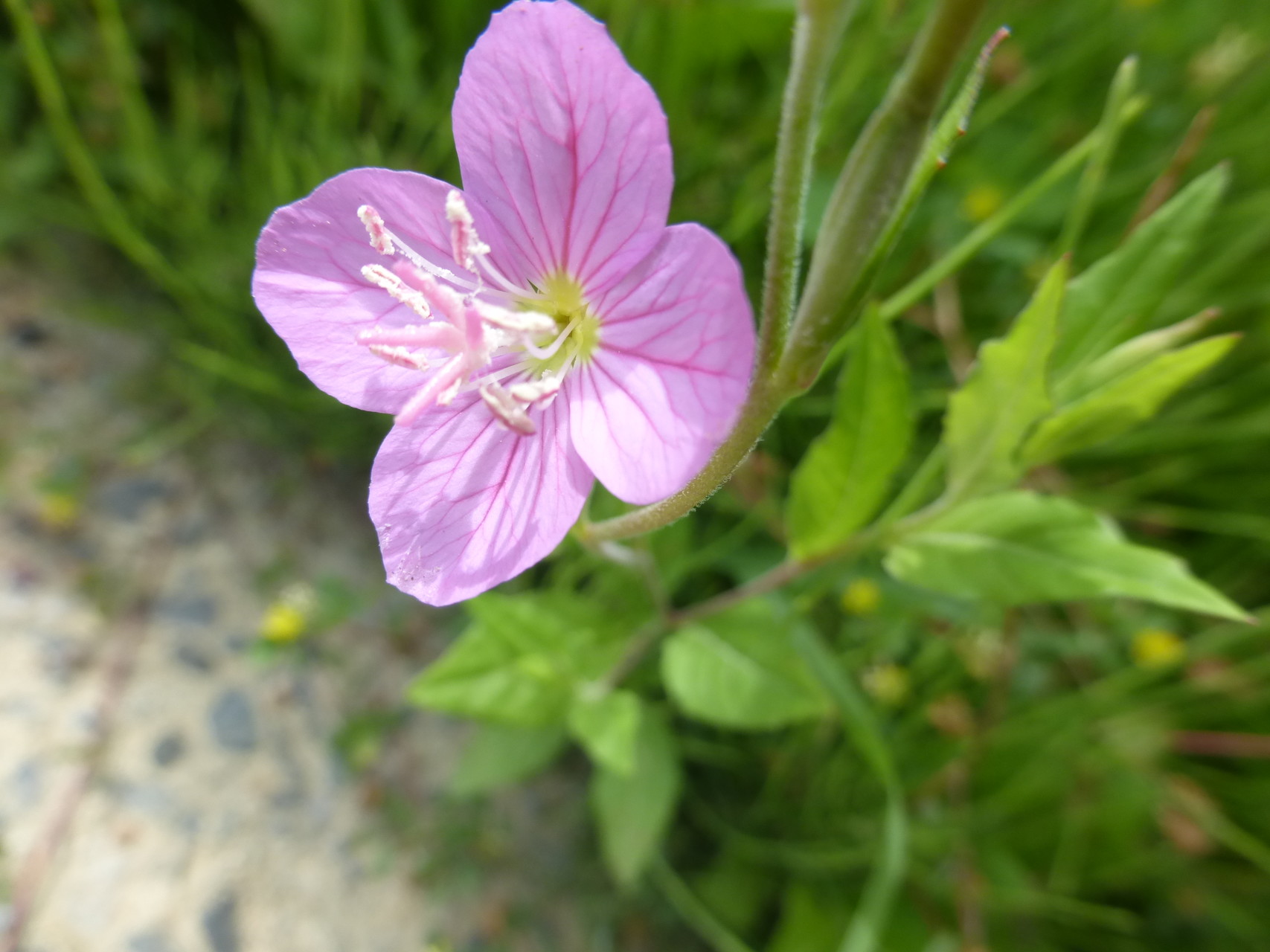 リハビリ 阿武山 竜仙峡周回 さくらんぼとキツネノカミソリの保護地 17km あかりさんの竜王山 阿武山の活動日記 Yamap ヤマップ