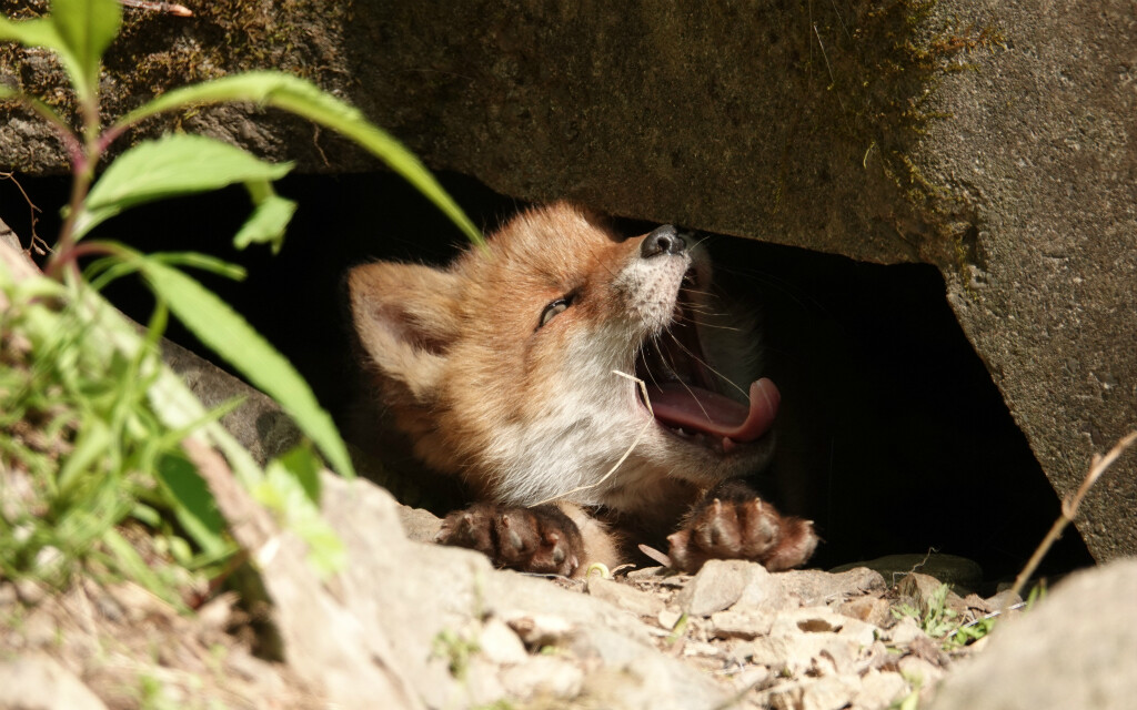 子ギツネ こんこん 春の山 Moriさんのむかわ町の活動日記 Yamap ヤマップ