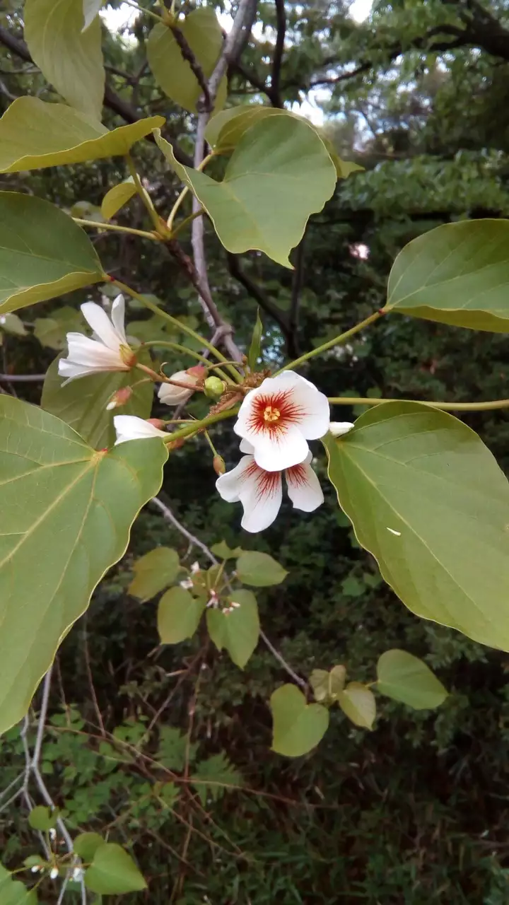 5月度の散歩コース総合公園までの花々 いっちゃんさんの松山市 南エリア の活動日記 Yamap ヤマップ