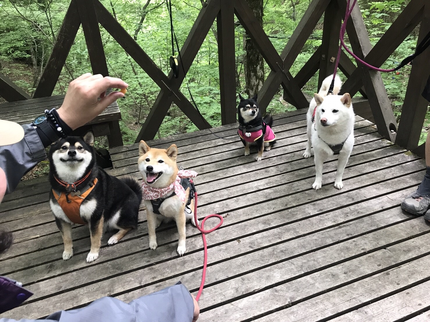 柴犬あんず 三頭山にてサミット のろぞうさんの三頭山 槇寄山 土俵岳の活動データ Yamap ヤマップ