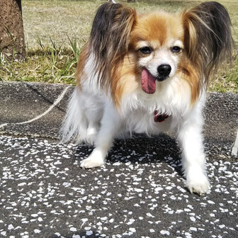 マフィン