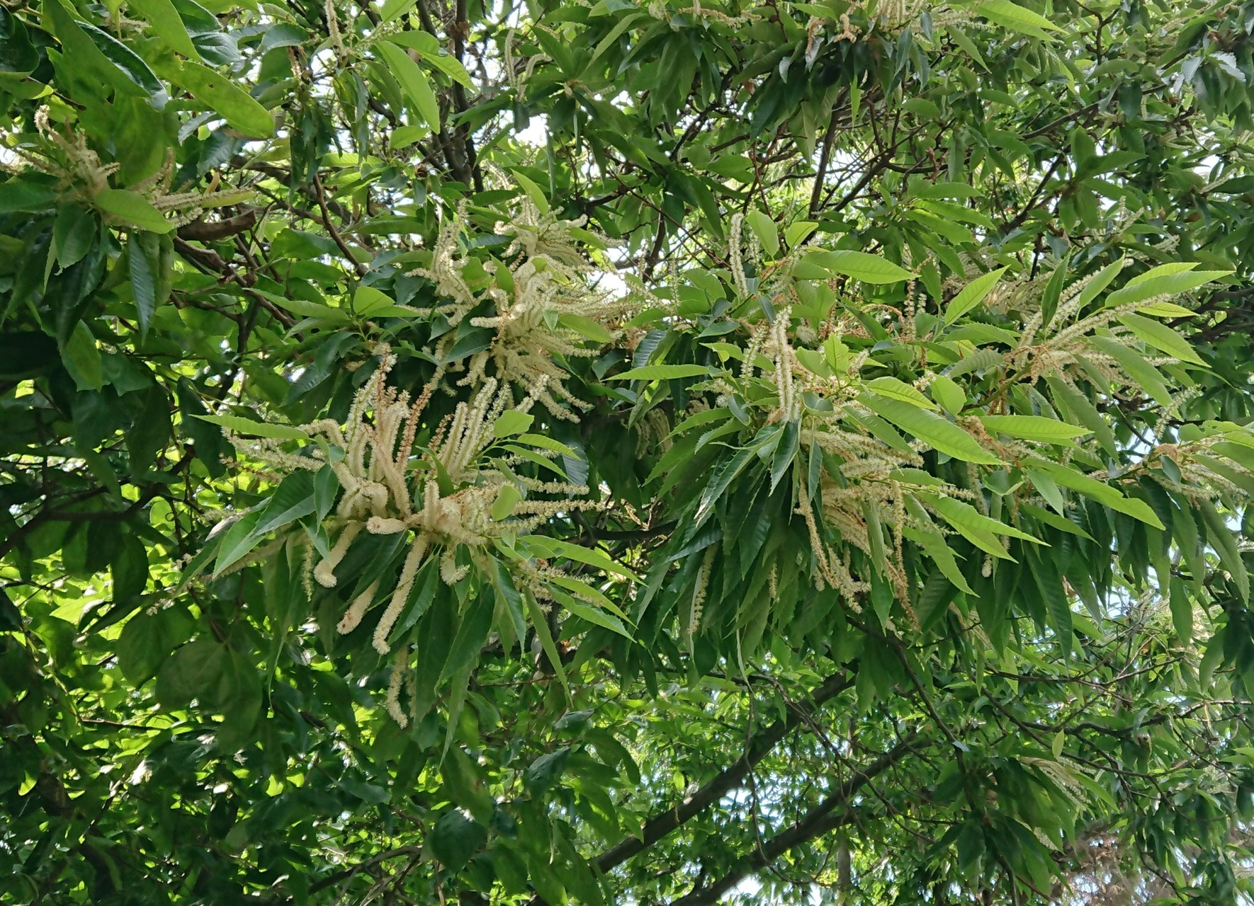 栗の花が落ちたら 梅雨入り 山のウグイス さんの足立山 戸ノ上山の活動データ Yamap ヤマップ