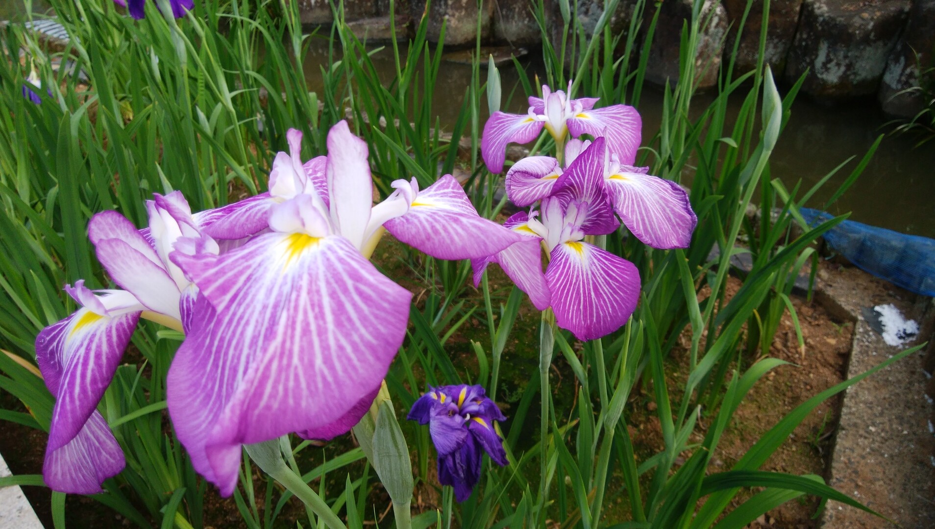 佐々皿山公園の花菖蒲 イチブンさんの韮岳 大岳の活動データ Yamap ヤマップ