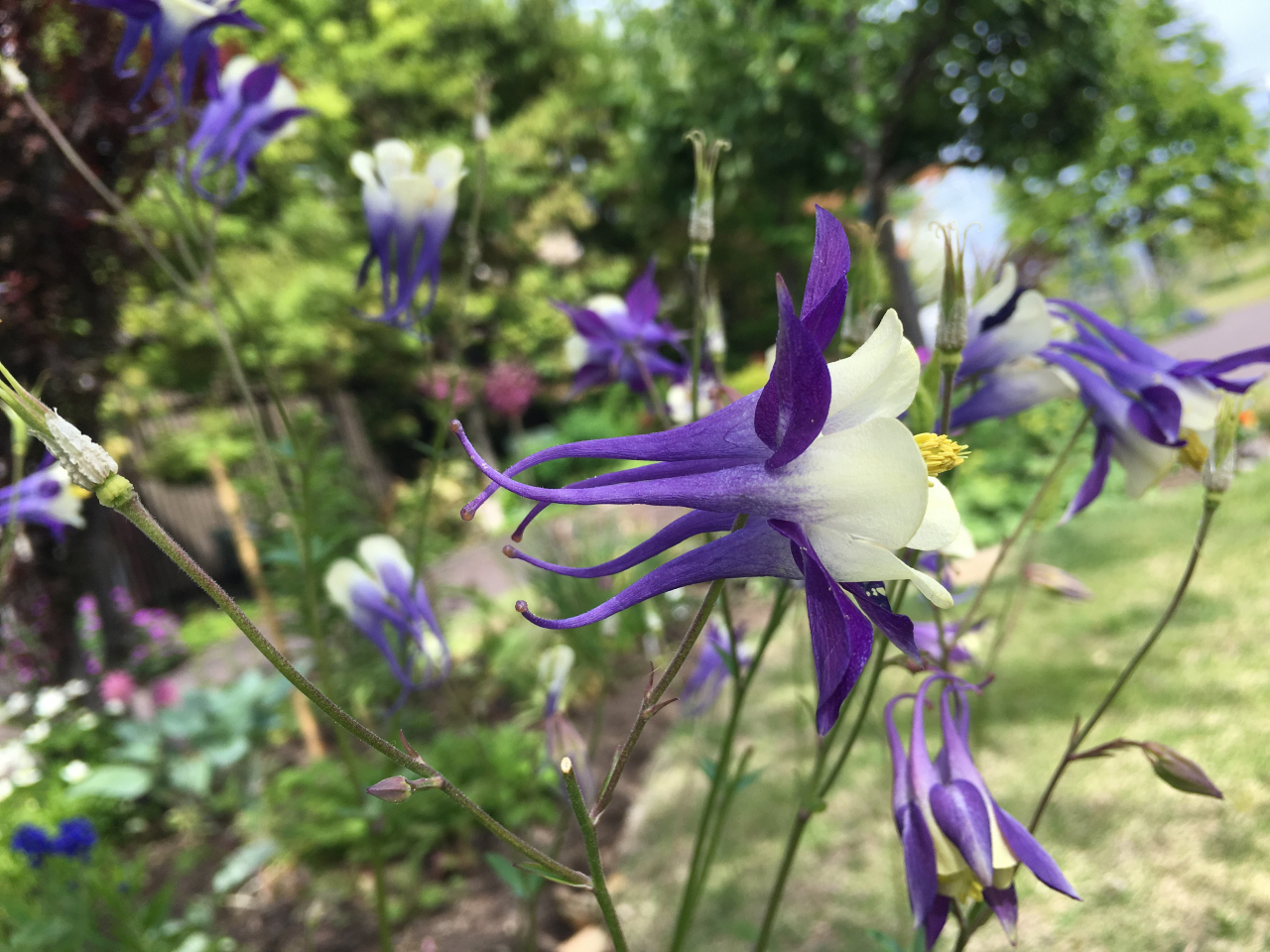 浅間山・黒斑山・篭ノ登山 停車場ガーデンにはたくさんの花が咲いてました
オダマキ
