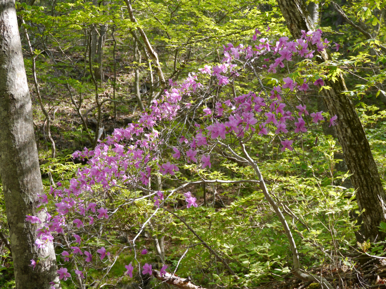 ツツジが綺麗です