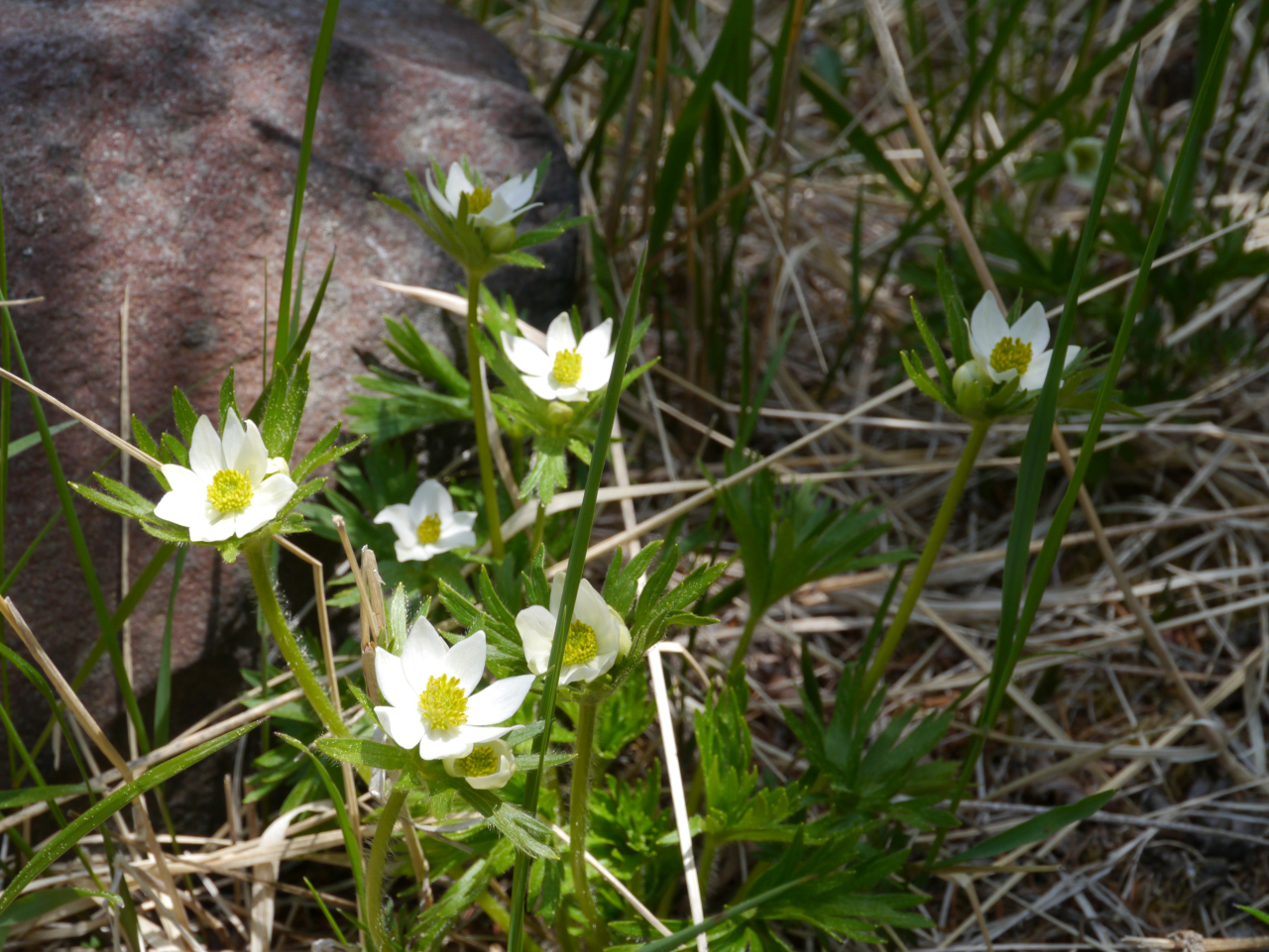 ハクサンイチゲが咲いていました