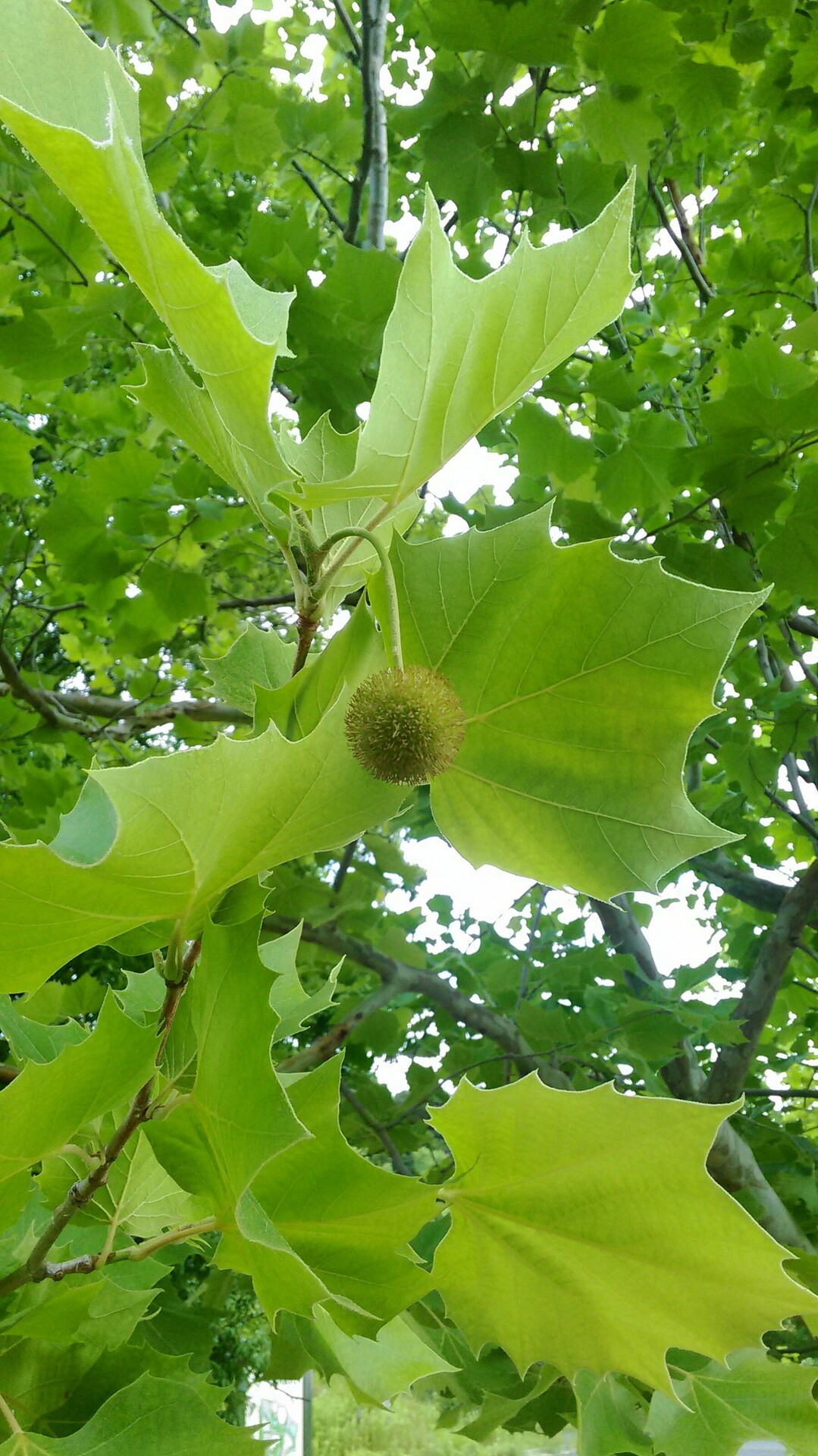 ユーパークから桂木観音 幕岩展望台 ジュンネネさんの第４回トレニックワールド In おごせ ときがわの活動日記 Yamap ヤマップ