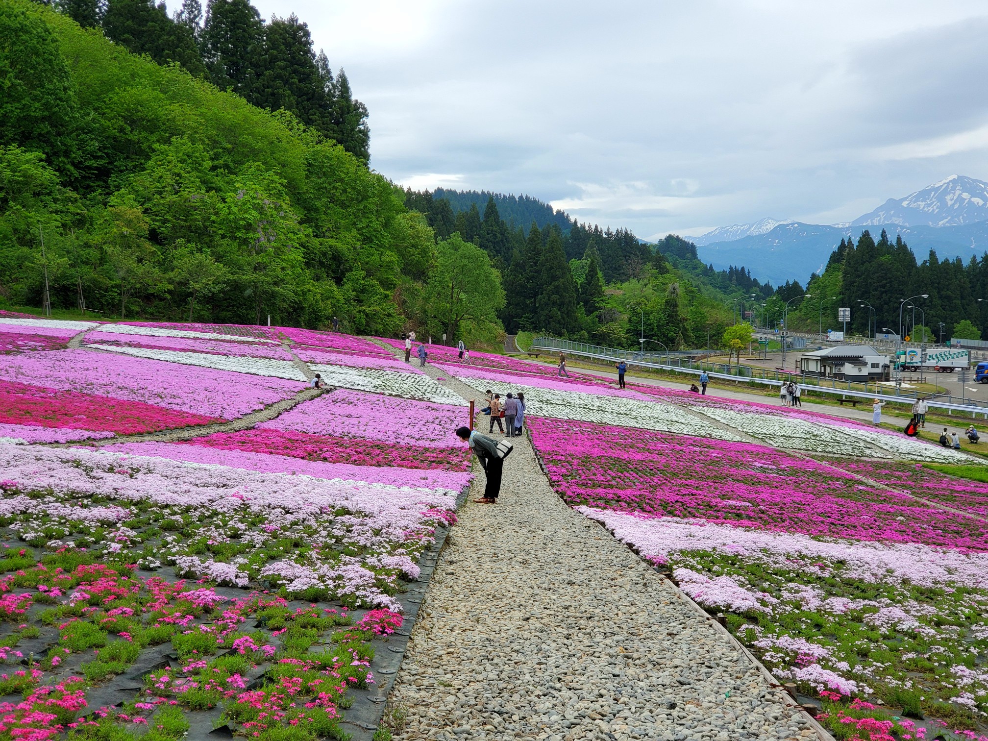 魚沼芝桜まつり 花と緑と雪の里公園 に行 こんじいさんのモーメント Yamap ヤマップ