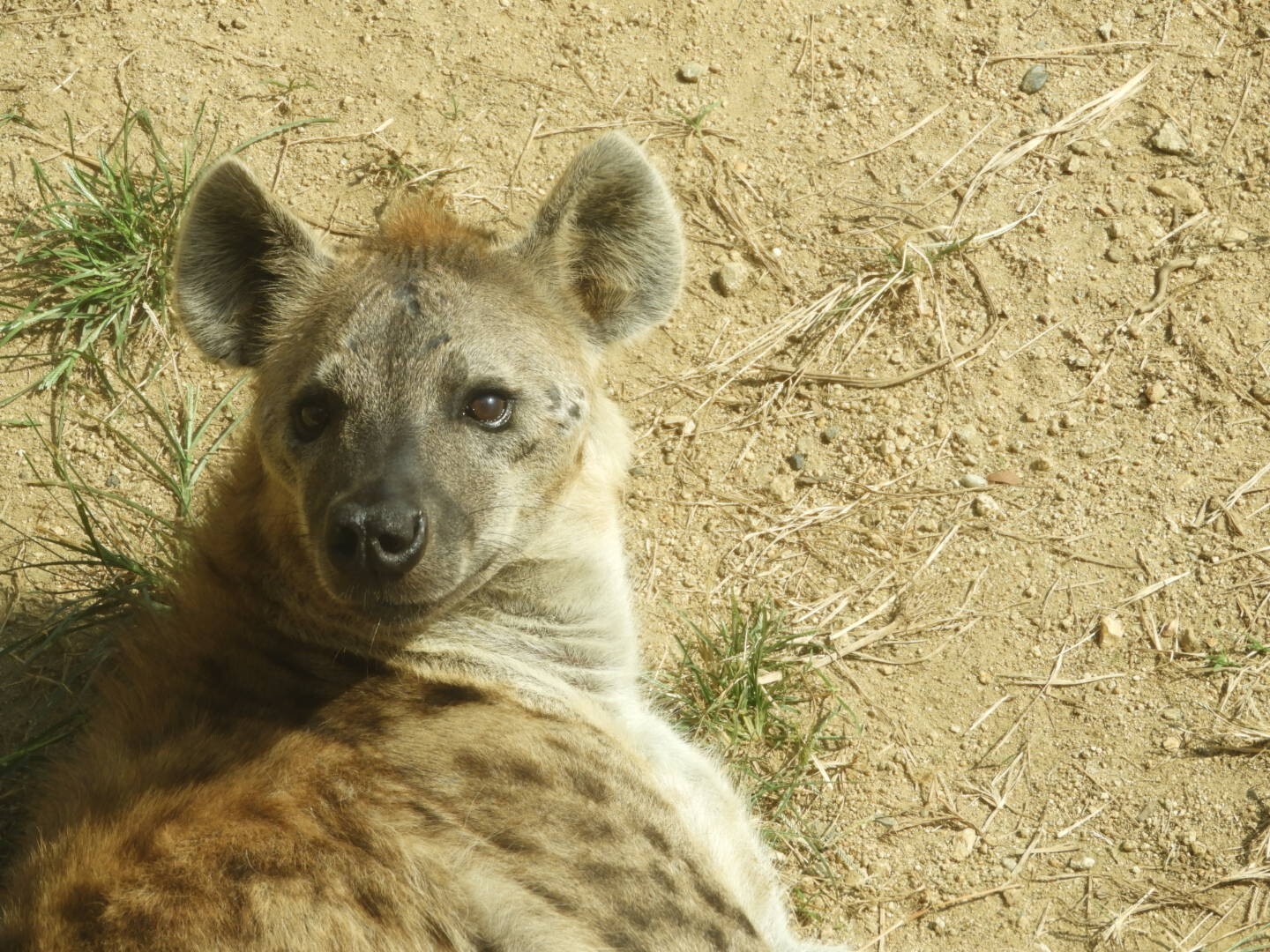 天王寺動物園 串カツ 宿院ウォーキング ヒデボンさんの堺市の活動日記 Yamap ヤマップ