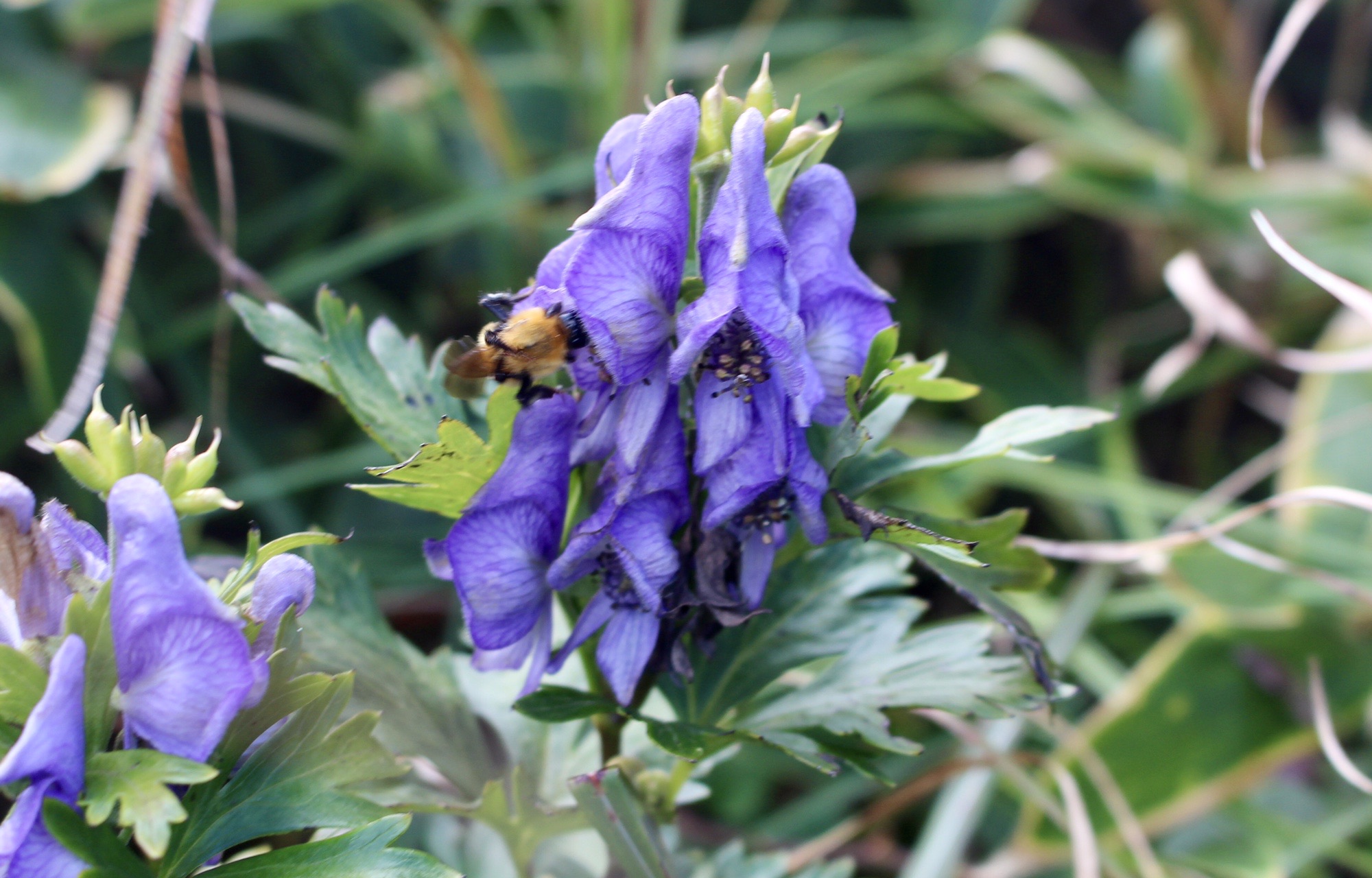 初めての天山 トリカブトの群生に感動 ジャックさんの天山の活動データ Yamap ヤマップ