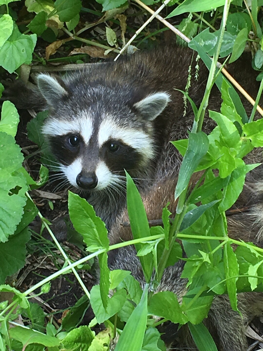 No 79 可愛い アライグマに遭遇 睡蓮 黄菖蒲 杜若と日下直越道 古道 生駒山 神津嶽 大原山の写真45枚目 ネコより小さいやん 近寄ってﾊﾟｼｬﾘ Yamap ヤマップ