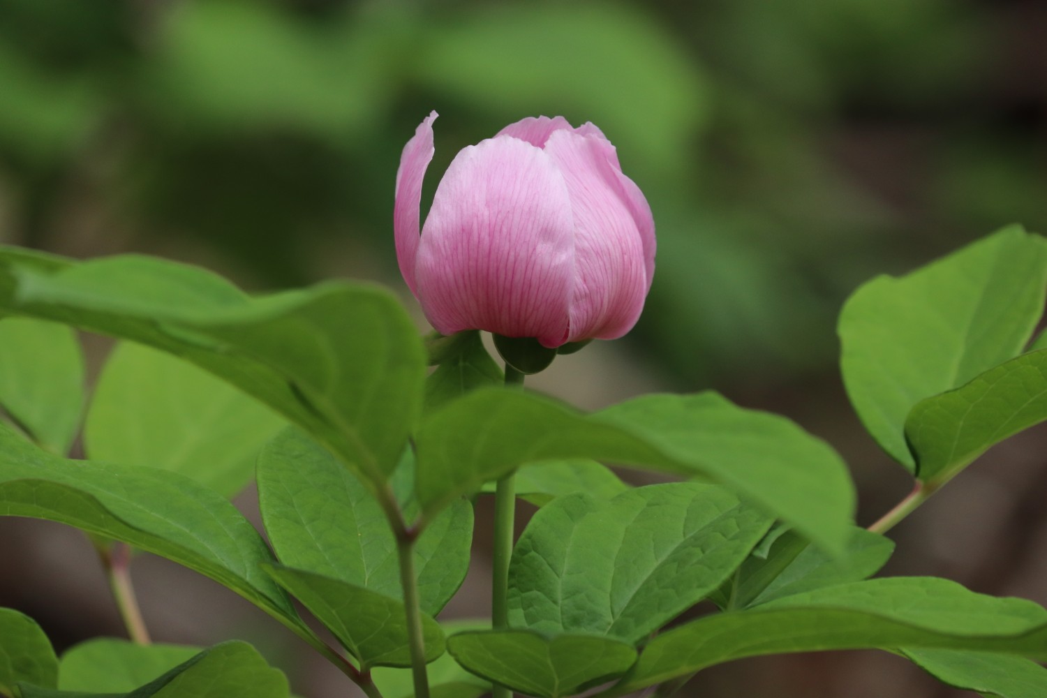 紅花山芍薬 こあじさい 二人静 花いっぱいの学能堂山 19 06 01 Guutaramam まむさんの三峰山 学能堂山の活動データ Yamap ヤマップ