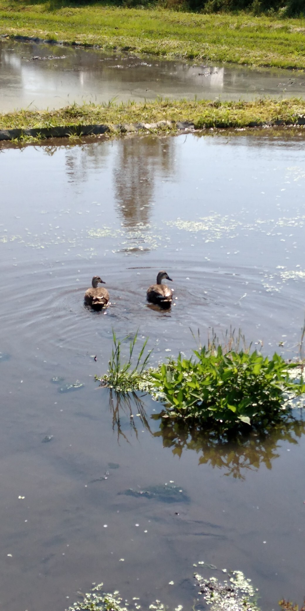 家の前の田んぼにカモのつがいが仲良く餌を イーミさんのモーメント Yamap ヤマップ