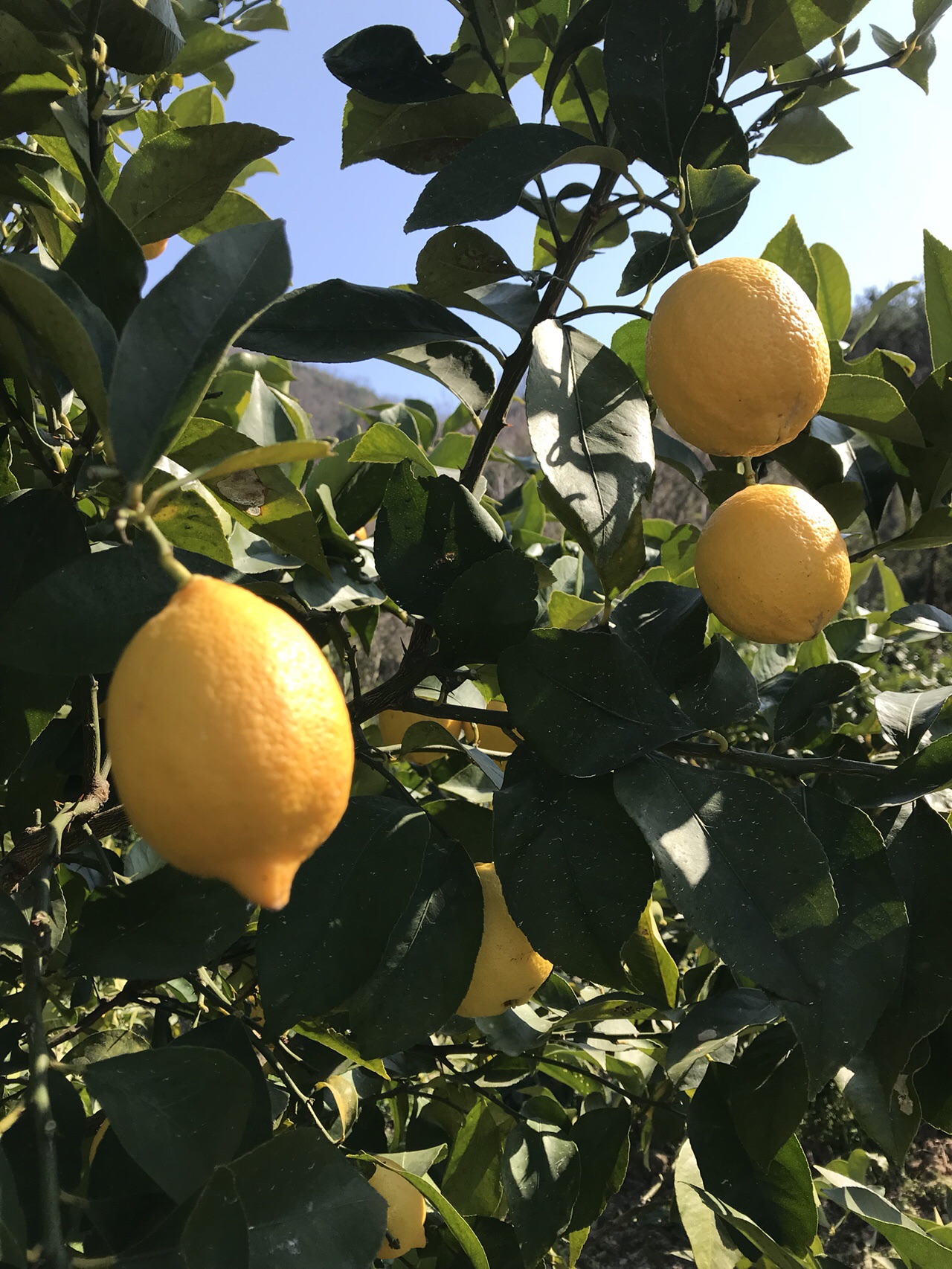 レモン畑を超えて 牡蠣山 瀬戸田町 03 24 くにさんさんの瀬戸内しまなみ海道 北エリアの活動データ Yamap ヤマップ