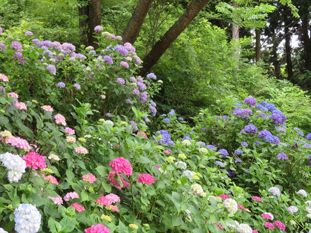 三景園 紫陽花祭り Sumire28さんの篁山の活動データ Yamap ヤマップ