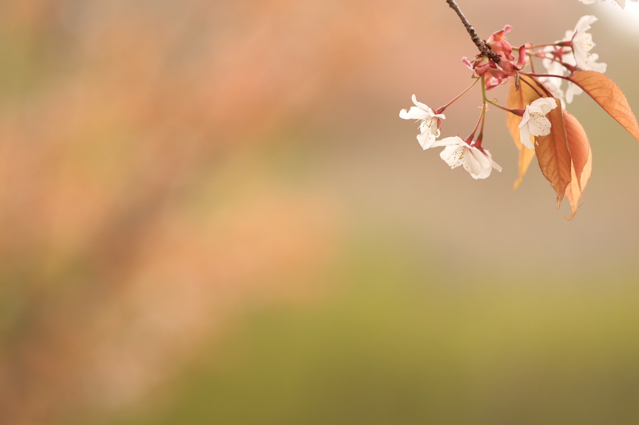 雨で舞い散る花の雪 タムタムさんのハイキングの活動データ Yamap ヤマップ
