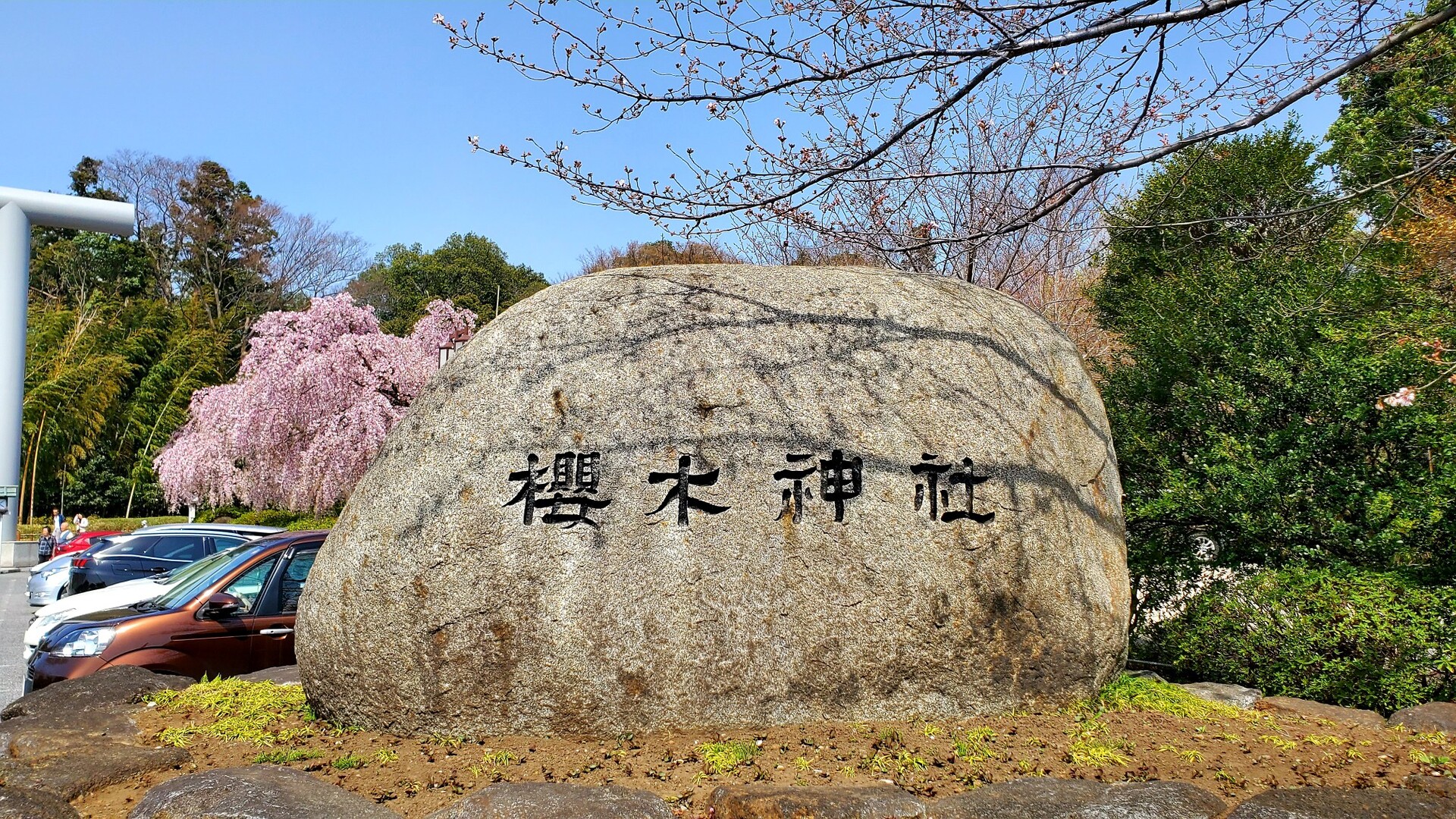 野田市 清水公園 櫻木神社 お花見ウォーキング Ajtdmさんの松伏町の活動日記 Yamap ヤマップ