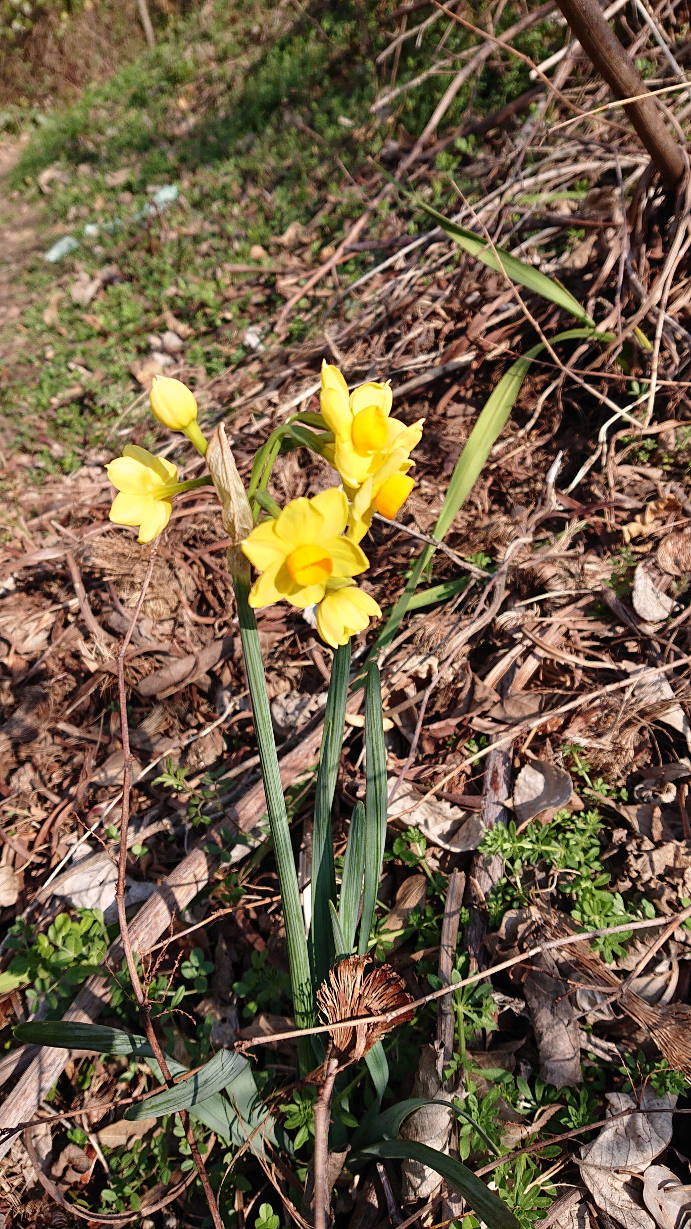 やさしさに包まれたなら ごんべえさんの安芸小富士 似島の活動日記 Yamap ヤマップ