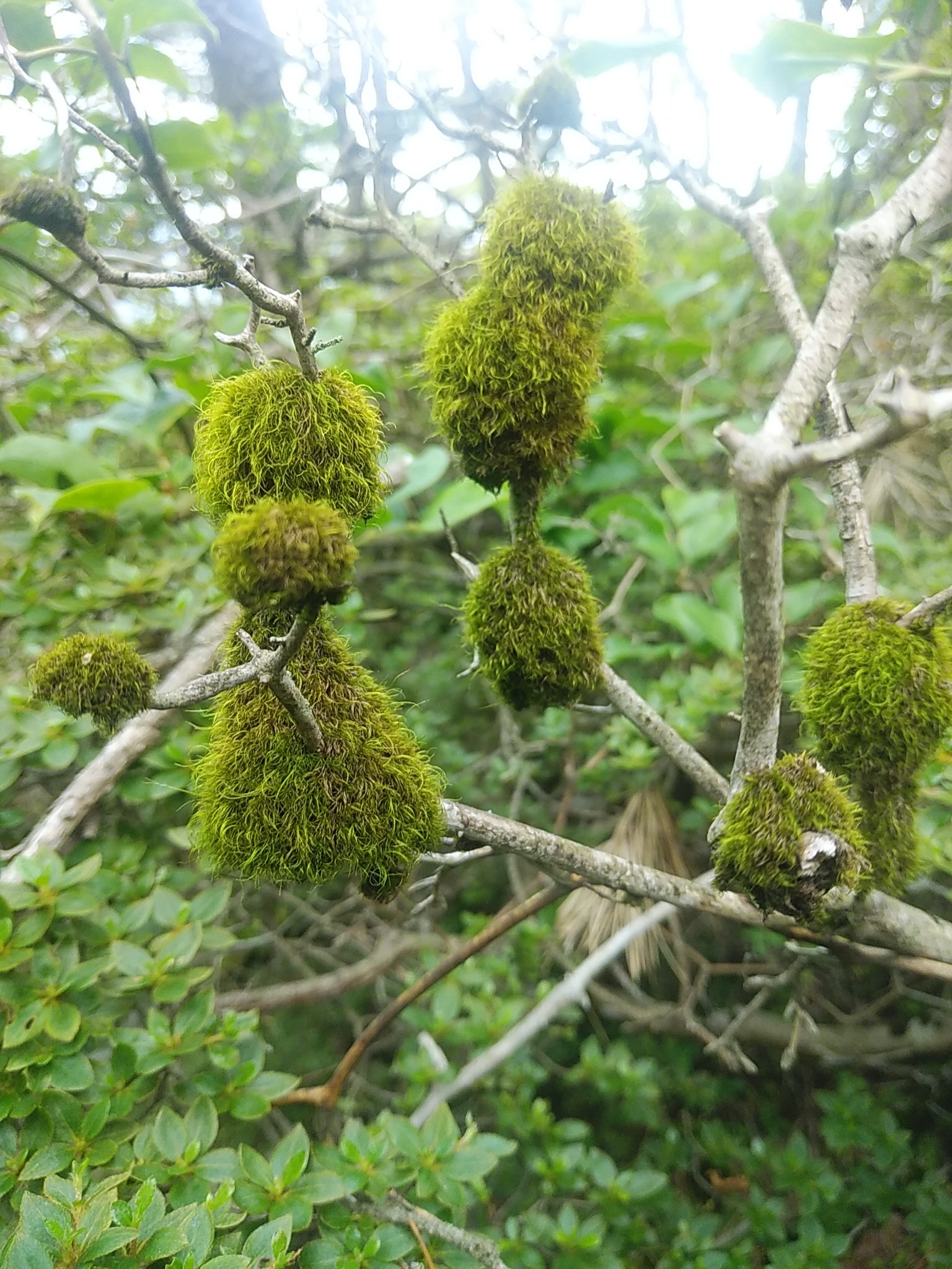 霧島連山ヒット アウェイ Yamap ヤマップ