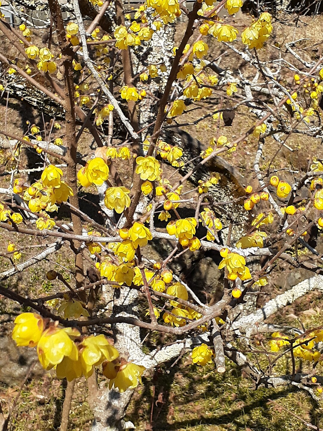 洞慶院(静岡市葵区羽鳥)の蝋梅と河津桜と... / SACCHIさんのモーメント YAMAP / ヤマップ