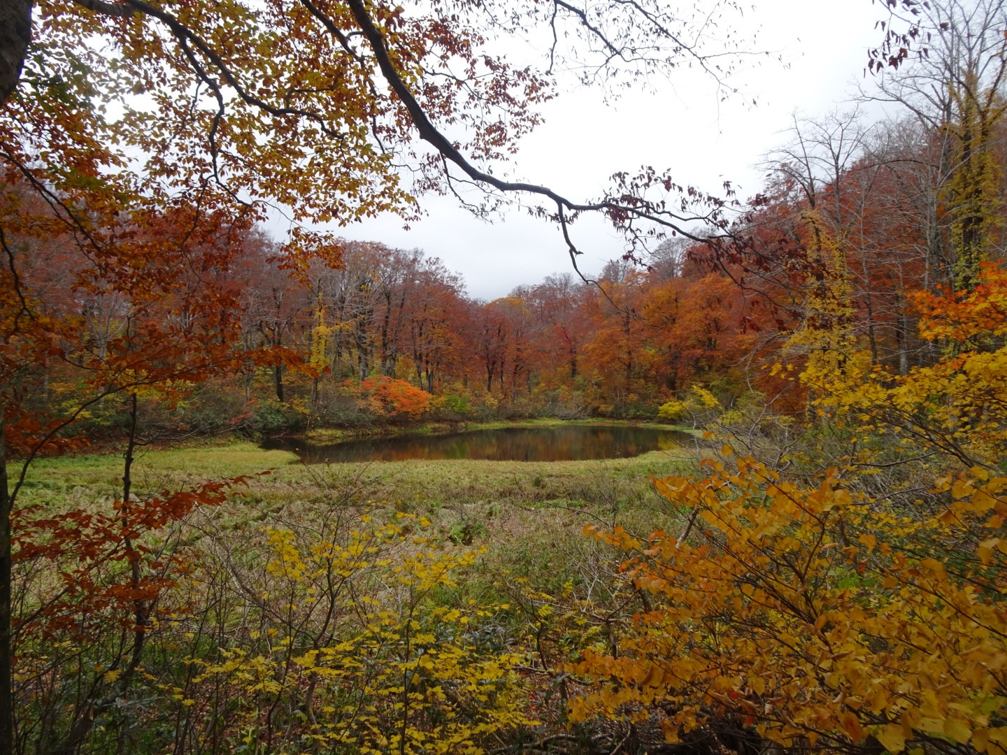 山形県立自然博物園ネーチャートレッキング おとみんさんの月山の活動データ Yamap ヤマップ