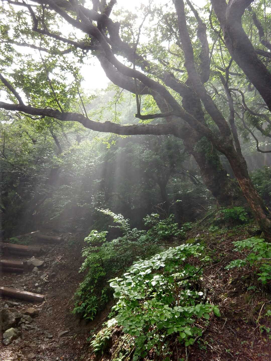 万二郎岳(天城山)・万三郎岳(天城山)