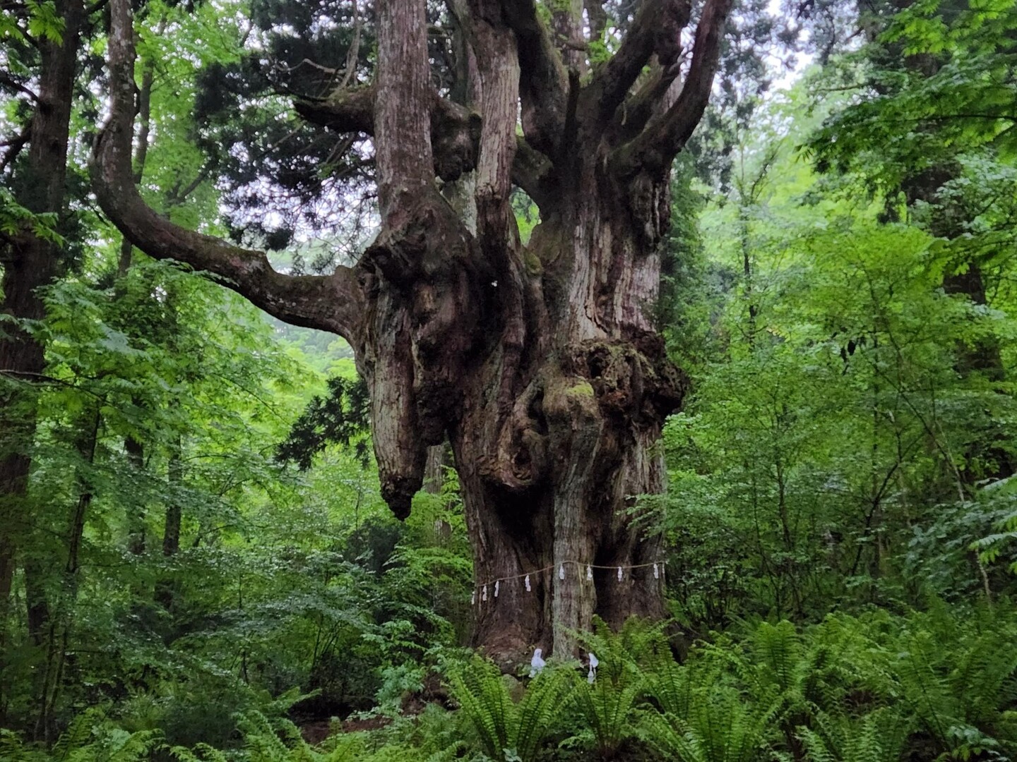早朝散歩の大満寺山！ / やまあらしさんの隠岐諸島・島後の活動データ YAMAP / ヤマップ