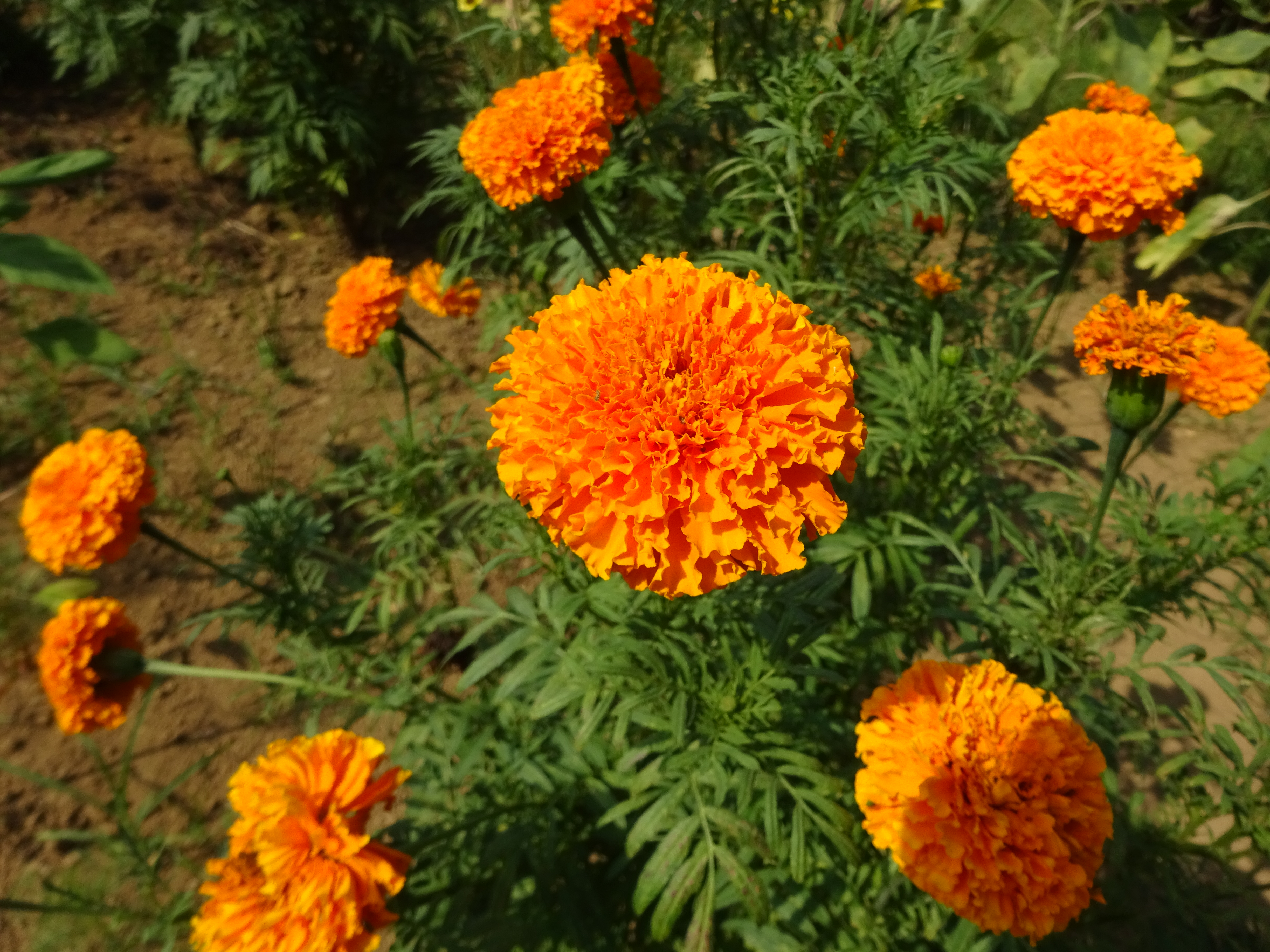 霊園から川崎緑化センター ずおずおむさんの国分寺市の活動日記 Yamap ヤマップ