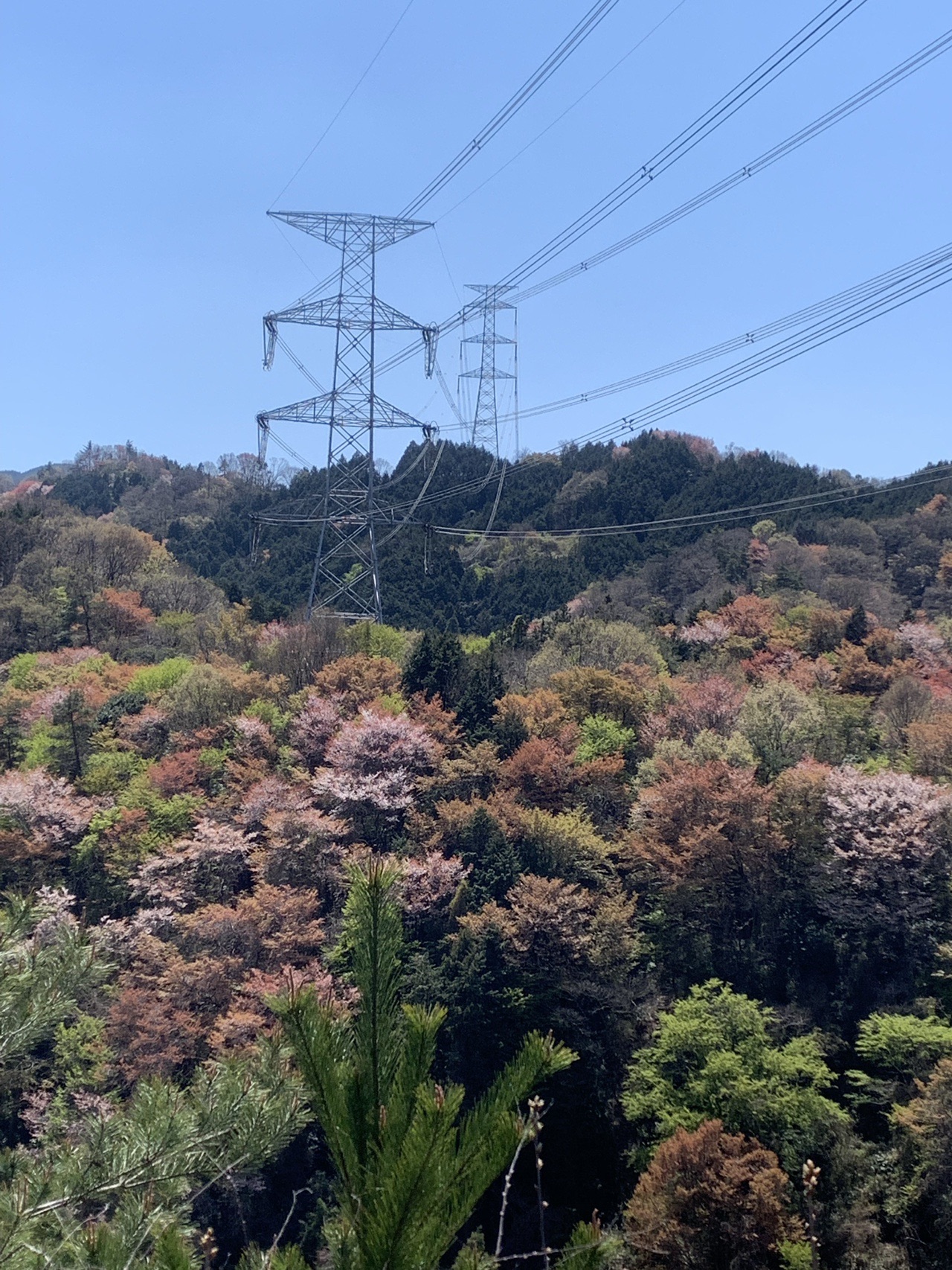 二上山 桜は満開 春爛漫 19 04 13 ユウユウさんの金剛山 二上山 大和葛城山の活動データ Yamap ヤマップ