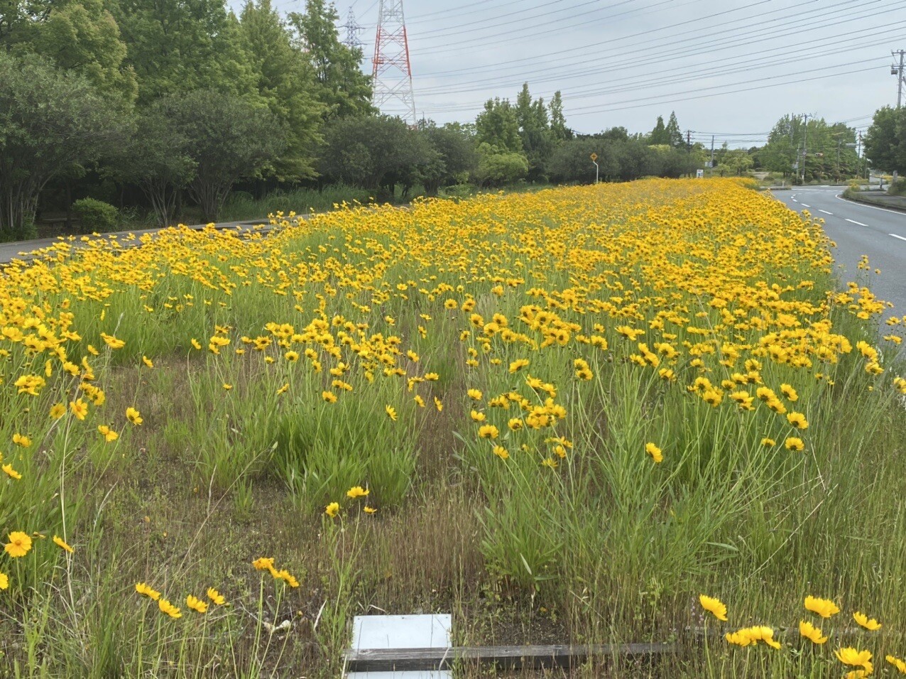 近場の玉島の森とハーバーアイランドに散歩... / もとあき😁さんのモーメント YAMAP / ヤマップ