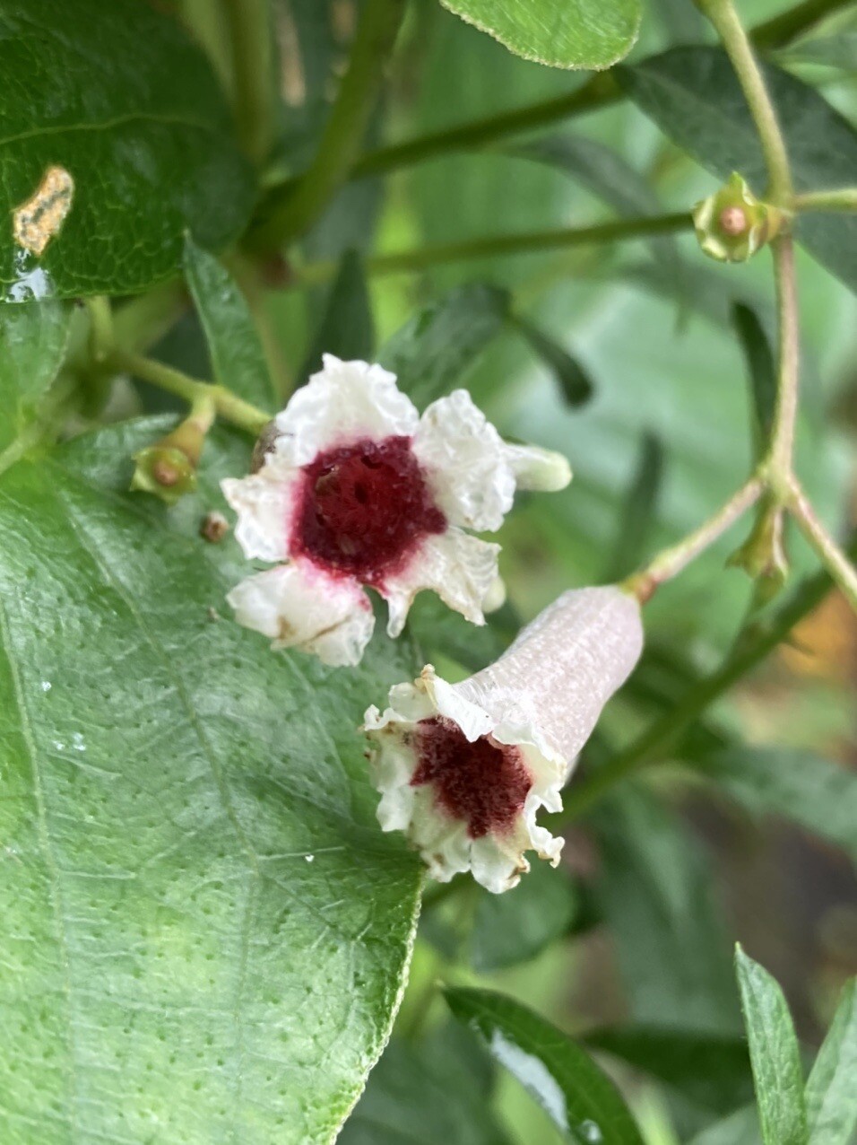 古賀志山 シュウカイドウの道に 元戸祭ソフトのノブリンさんの古賀志山 赤岩山 鞍掛山 男抱山 半蔵山の活動日記 Yamap ヤマップ