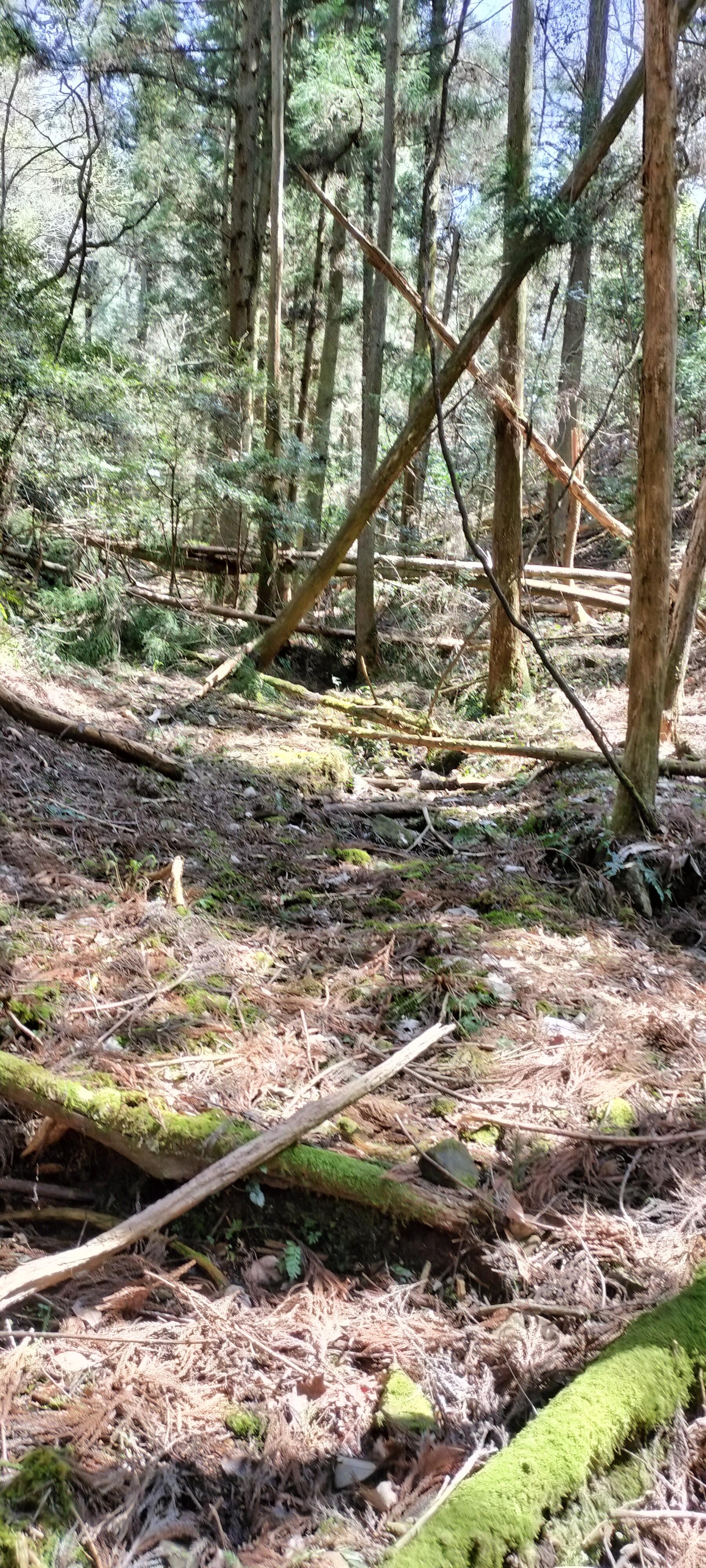 雛倉の気になっていた所-2025-04-03 / inojunさんの文殊山の活動データ | YAMAP / ヤマップ