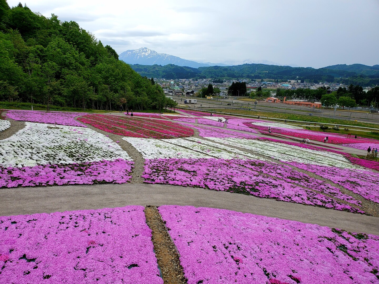 魚沼芝桜まつり 花と緑と雪の里公園 に行 こんじいさんのモーメント Yamap ヤマップ