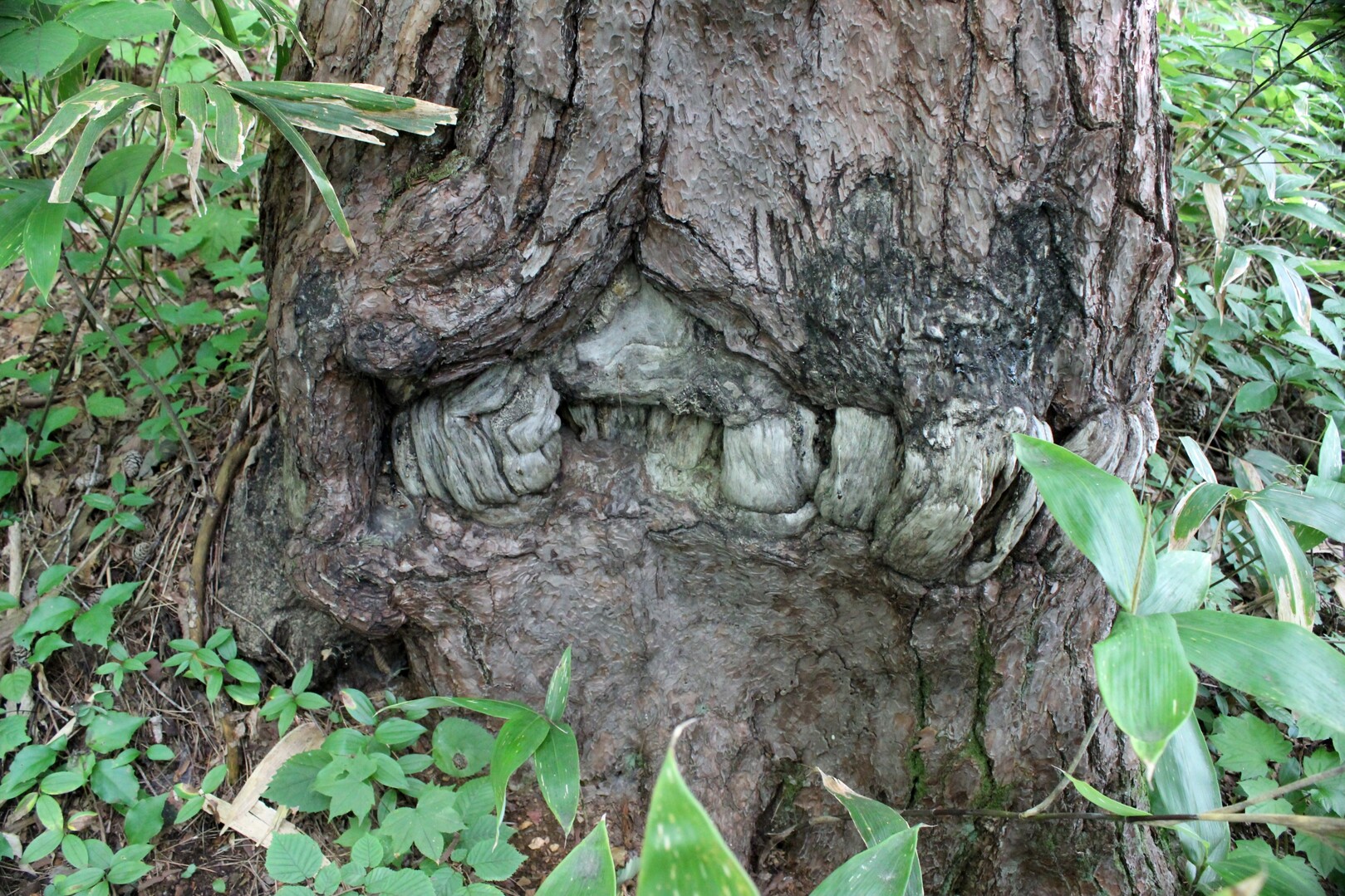 黒森山（峠・重石コース周回） / GONさんの黒森山・朝島山の活動データ YAMAP / ヤマップ