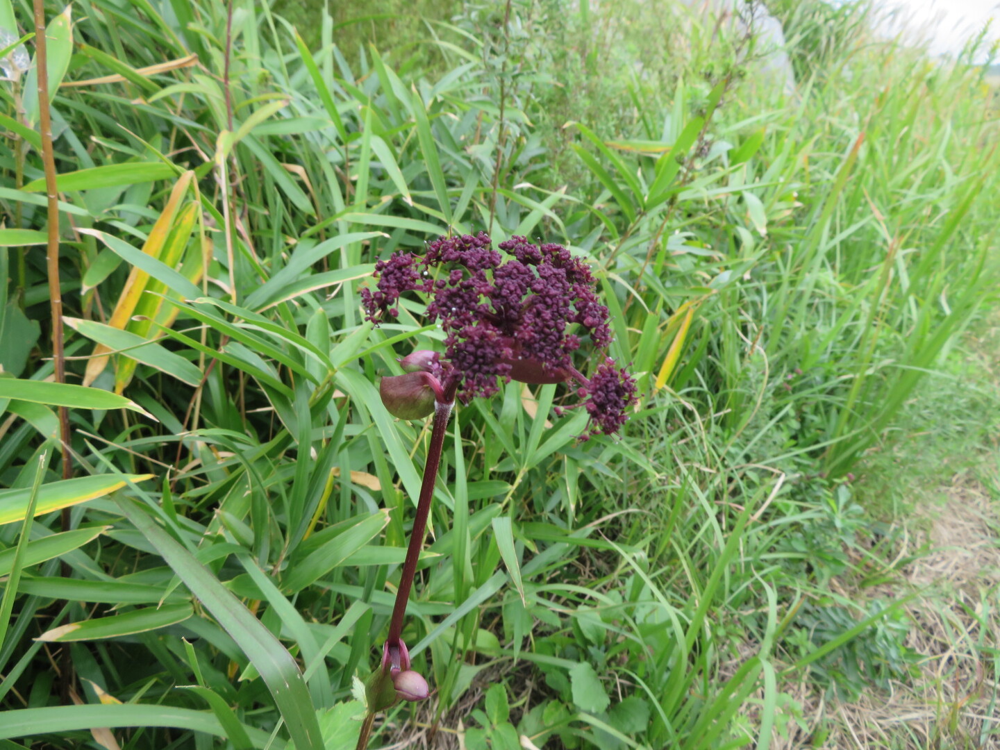 秋の花探し 平尾台 はまゆうさんの平尾台 貫山 水晶山の活動日記 Yamap ヤマップ