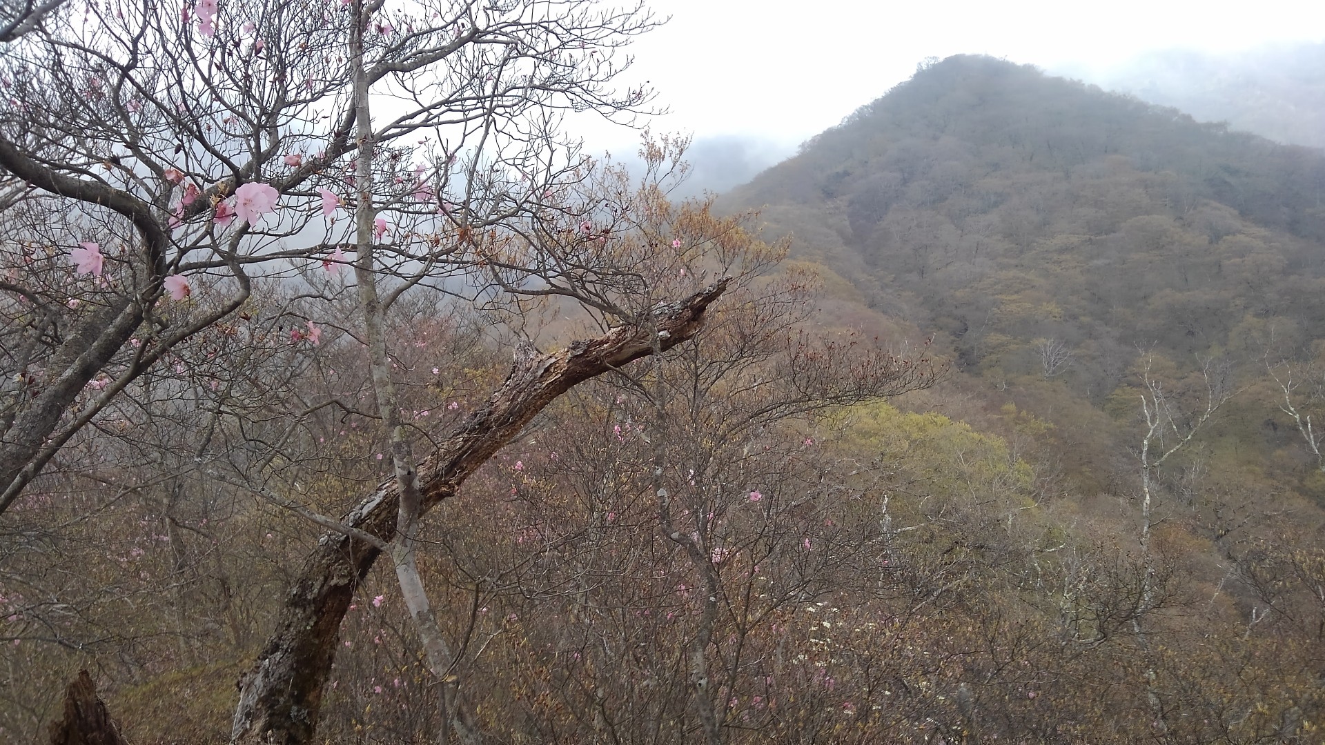赤城南面 つつじヶ峰通り 小峰通り てとらぽっとめろんてぃさんの赤城山 黒檜山 荒山の活動データ Yamap ヤマップ
