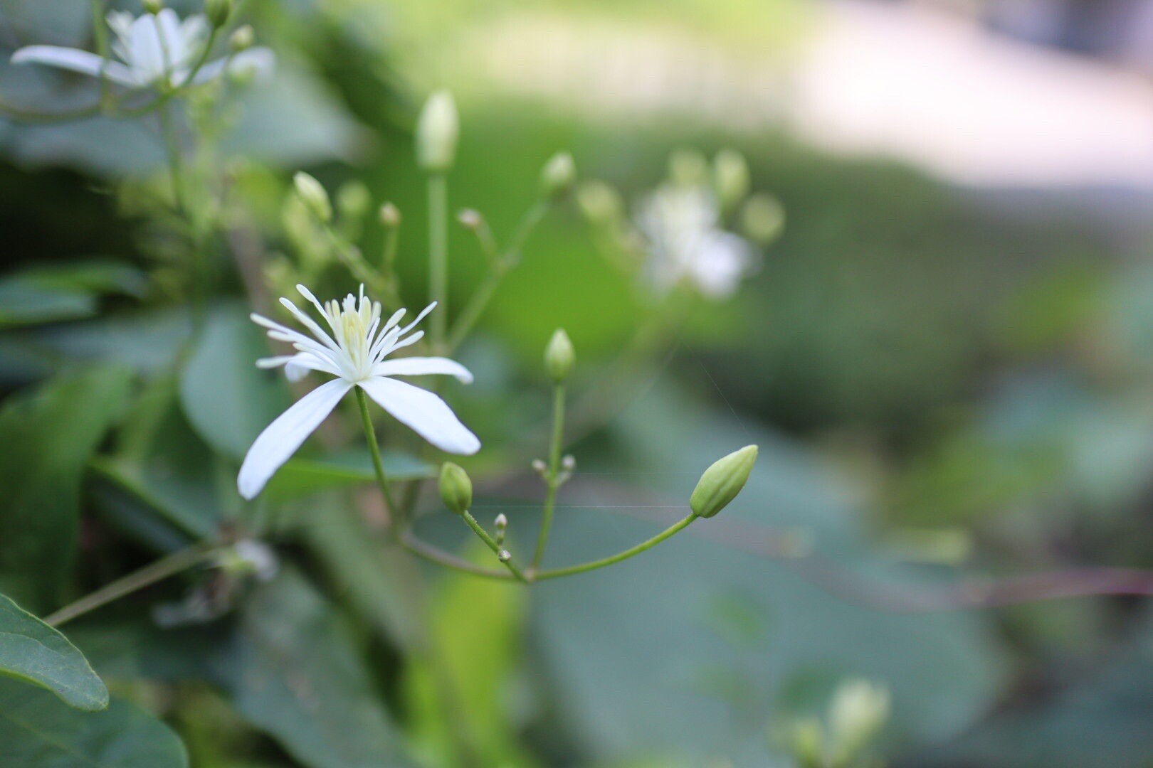 Meat Tooキャンペーン の巻 岳女ハムストりん子さんの大麻山 天円山の活動日記 Yamap ヤマップ