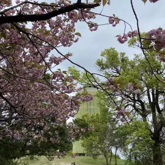 天筒山　展望台と八重桜🌸