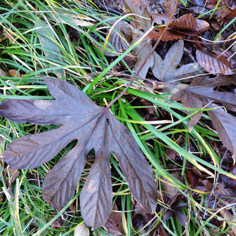 左門岳 ハリギリですが、形がちょっと変です。