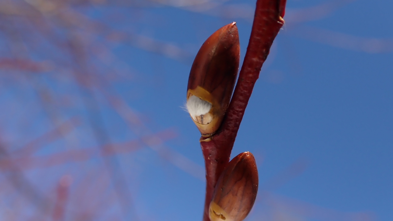 冬の神降地は楽猿でした 上高地 02 11 Manoさんの槍ヶ岳 穂高岳 上高地の活動日記 Yamap ヤマップ