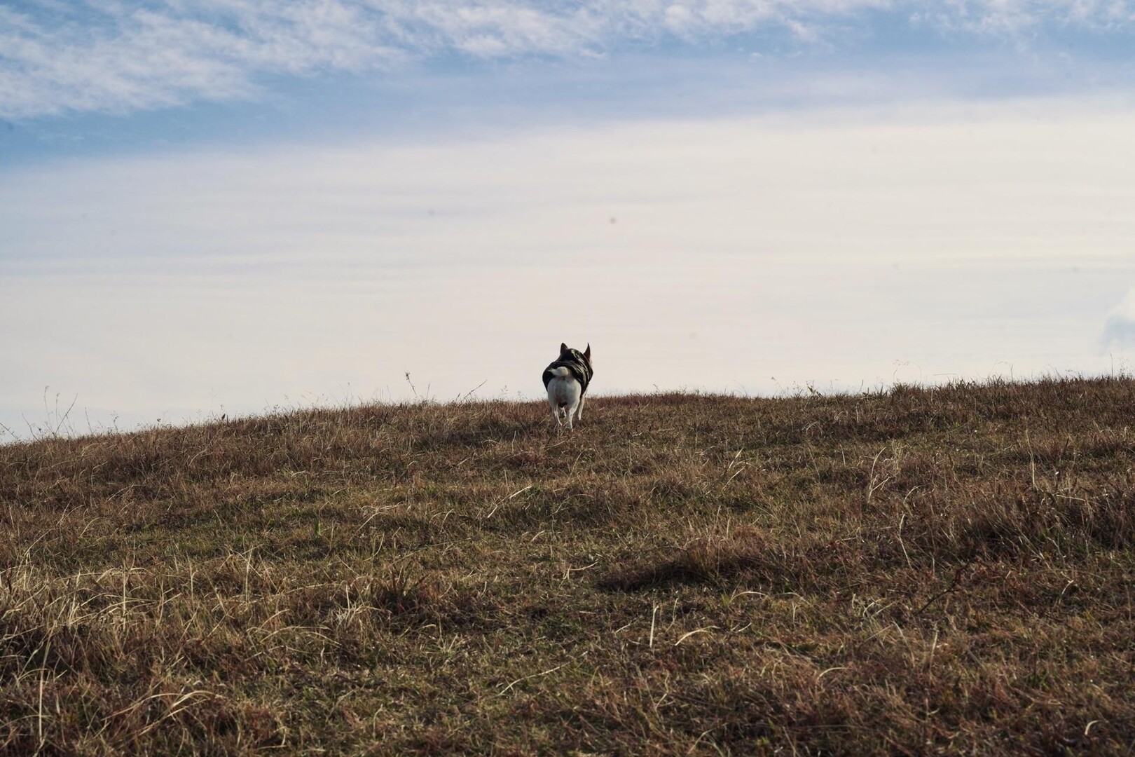 扇山 / にかちゃんさんの扇山の活動データ YAMAP / ヤマップ