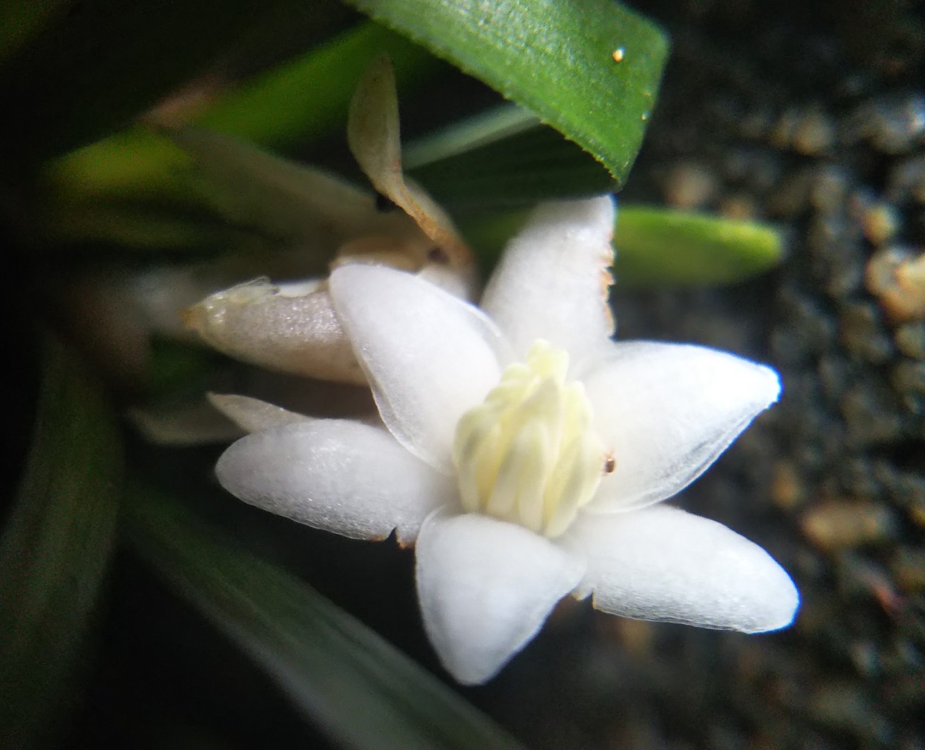 龍の髭 榊 謎虫 手のり孫 りゅうのひげさかきなぞむしてのりまご ひろちゃんさんの多良岳 経ヶ岳 五家原岳の活動データ Yamap ヤマップ