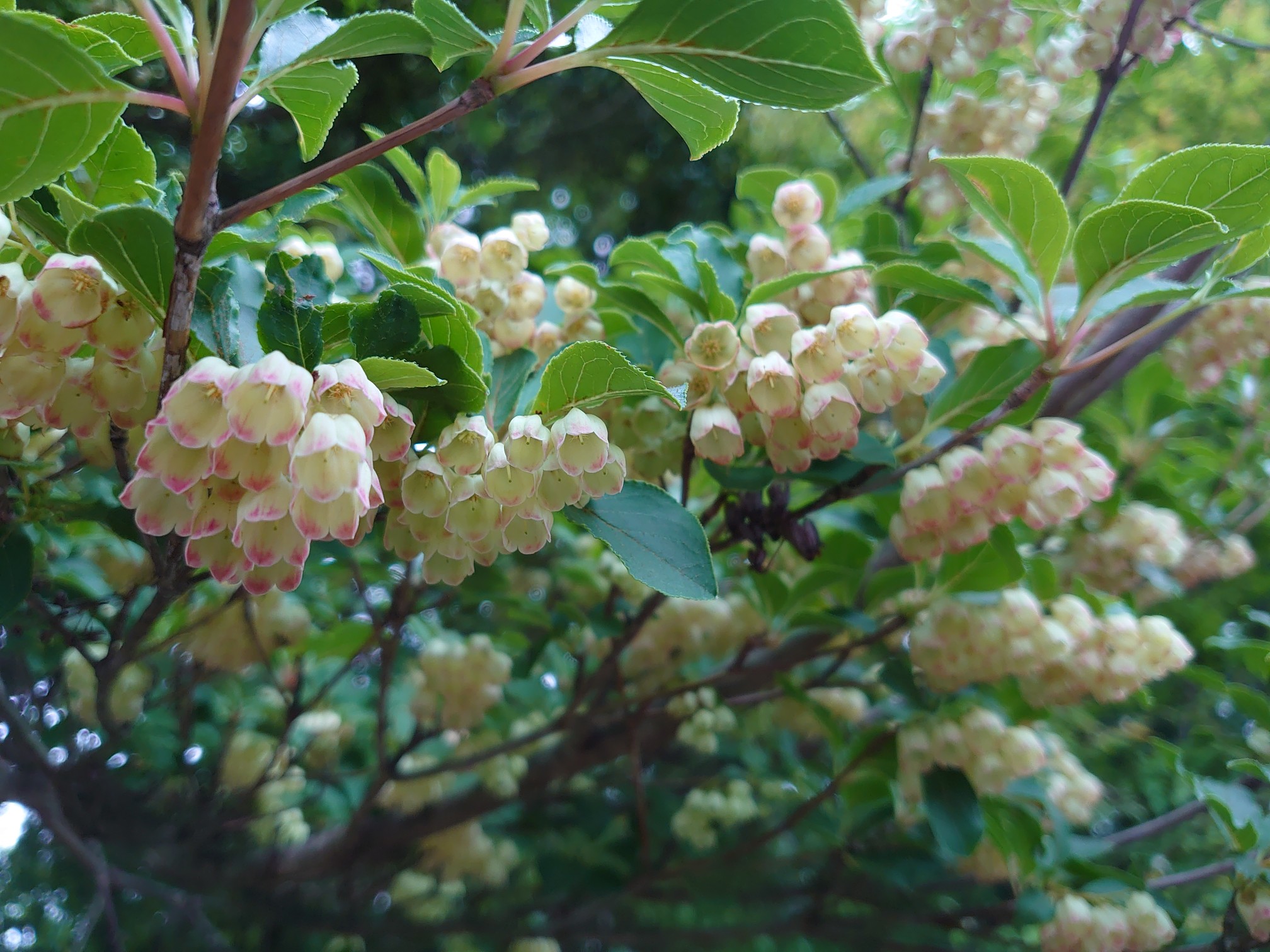 3 100 天城山は時計回りで 馬酔木は終 躑躅と石楠花は満開 こっとさんの天城山 鉢ノ山 三筋山の活動データ Yamap ヤマップ