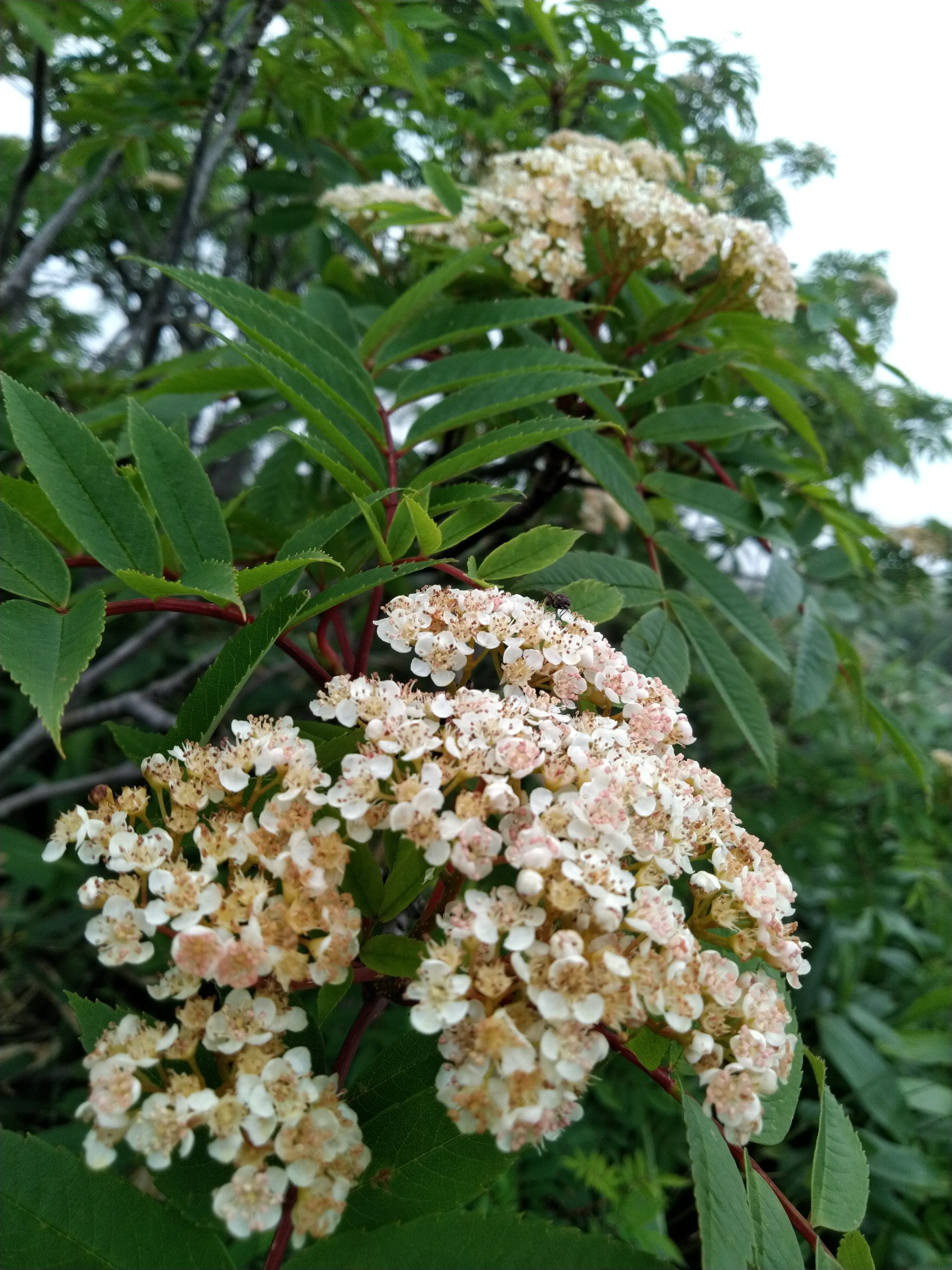 谷川岳 オキの耳 日帰り Takeさんの谷川岳 七ツ小屋山 大源太山の活動データ Yamap ヤマップ
