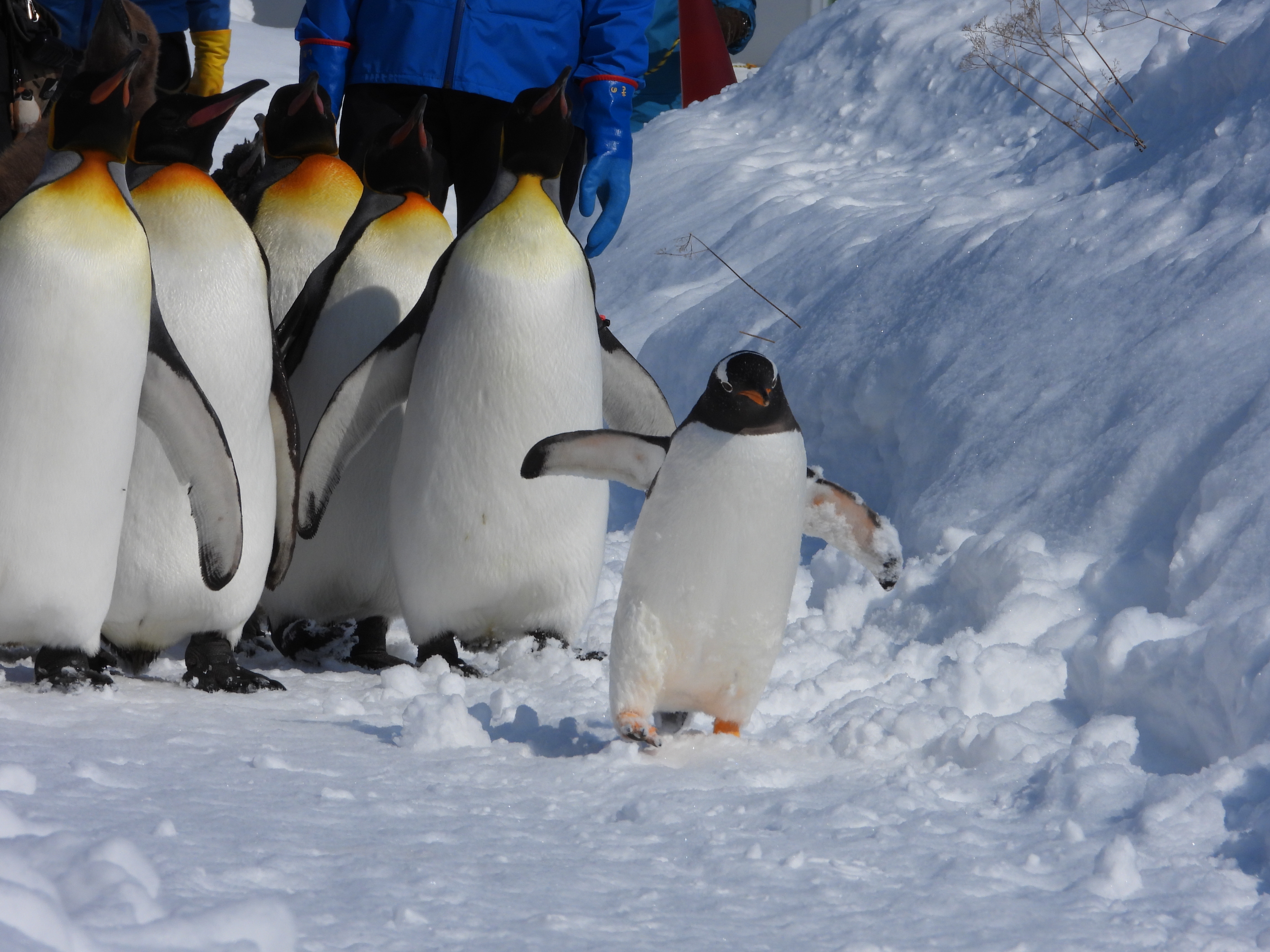 ペンギン散歩 旭山でソリ滑り Pon 夫 連れ 妻 さんの旭川市の活動日記 Yamap ヤマップ