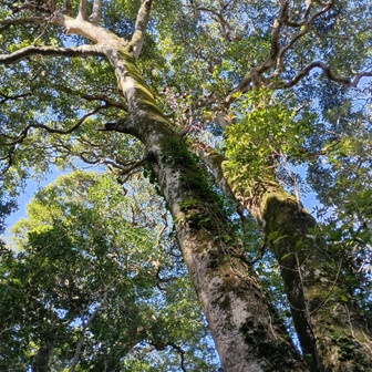 大きな太い木があります。
でも高星山の木ほどは太くはないですね。