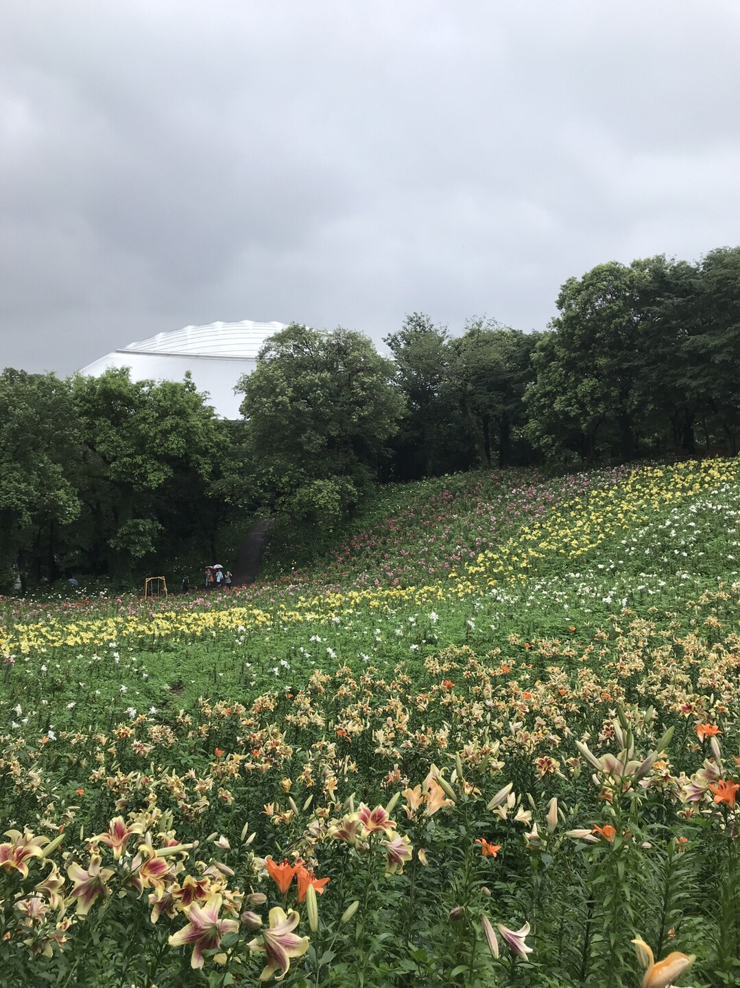 狭山不動尊 山口観音 所沢ゆり園 のりぞうさんの国分寺市の活動日記 Yamap ヤマップ