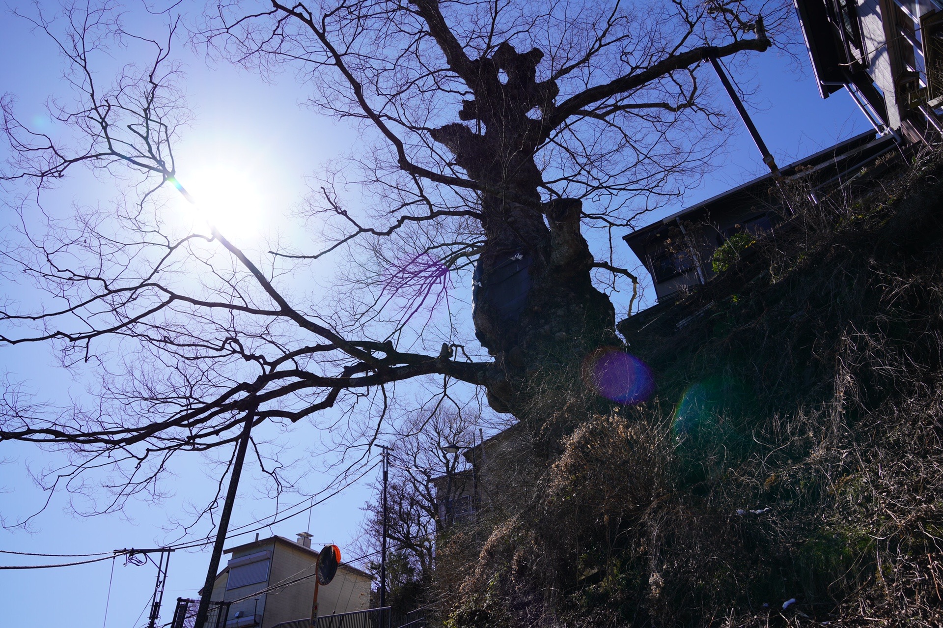 御岳山 大岳山 日の出山 03 19 とらきちさんの大岳山 御岳山 御前山の活動日記 Yamap ヤマップ