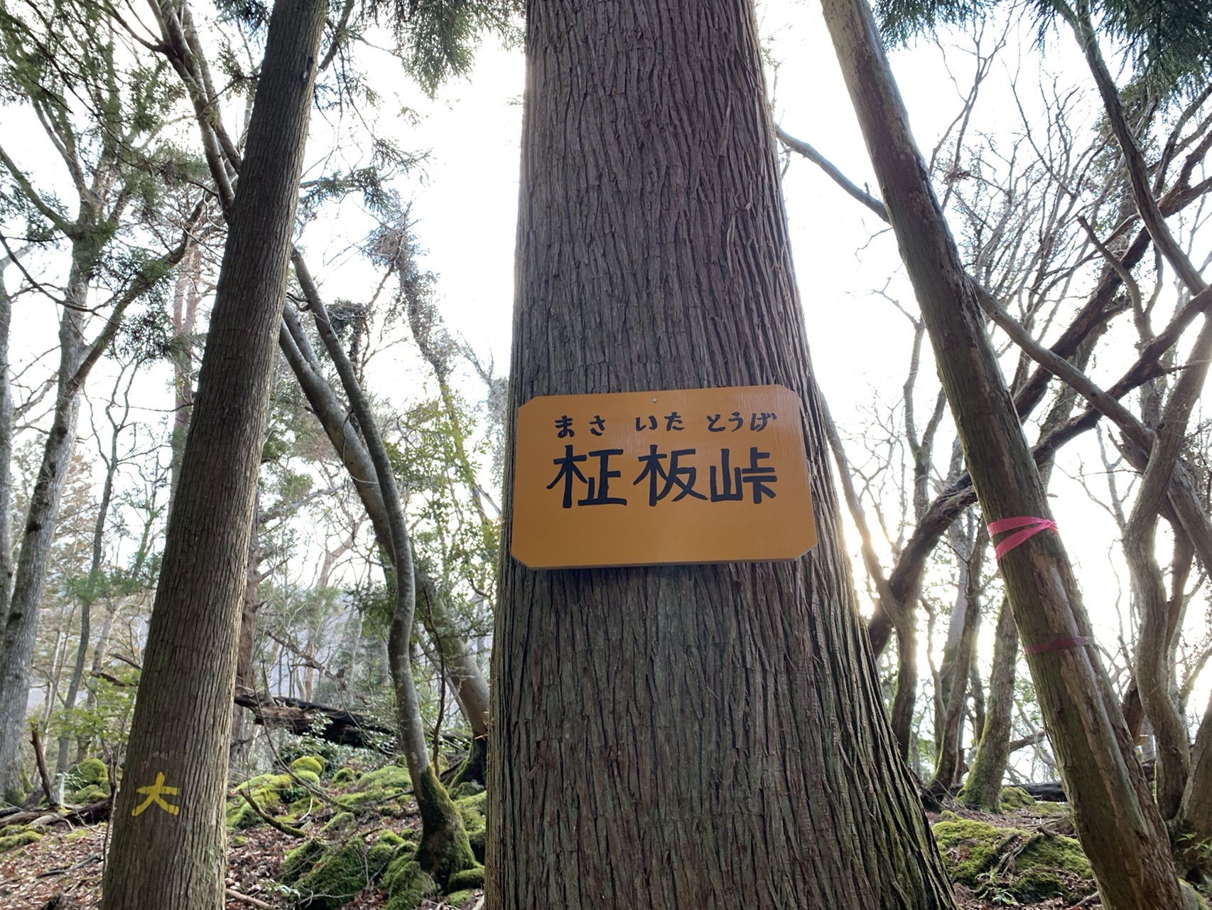 ミクネ 大杉竜王 01 18 Fukapuさんの霊仙山の活動日記 Yamap ヤマップ