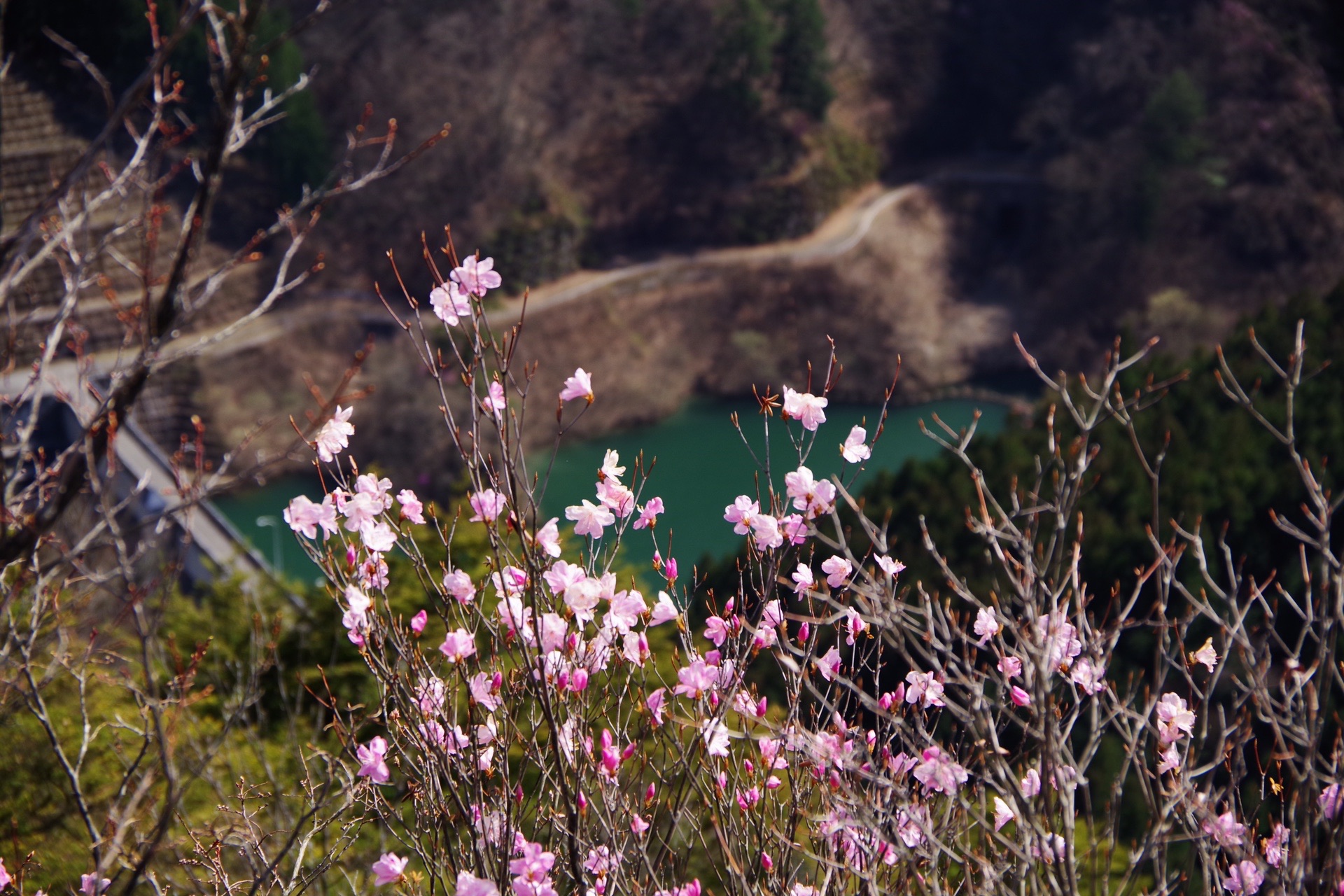 花言葉は 柔らかな視線 三ツ岩岳 ヌマジさんの三ツ岩岳 烏帽子岳の活動データ Yamap ヤマップ